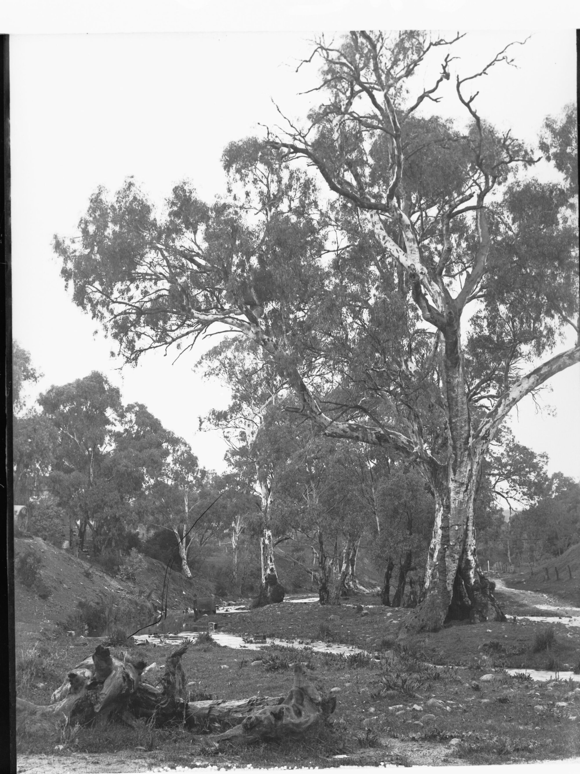 Dairy Cows In a Paddock