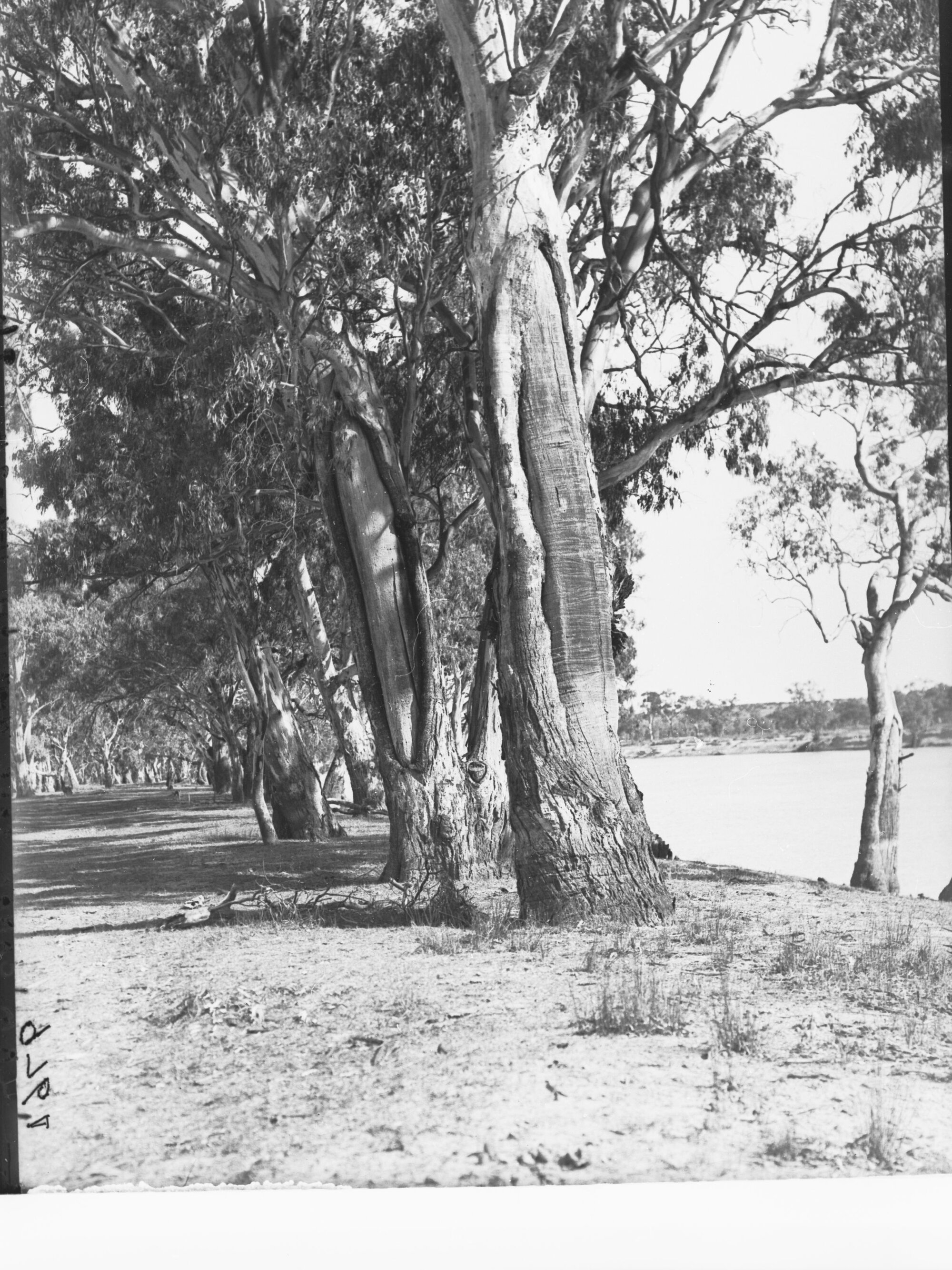 Canoe tree at Waikerie on the River Murray