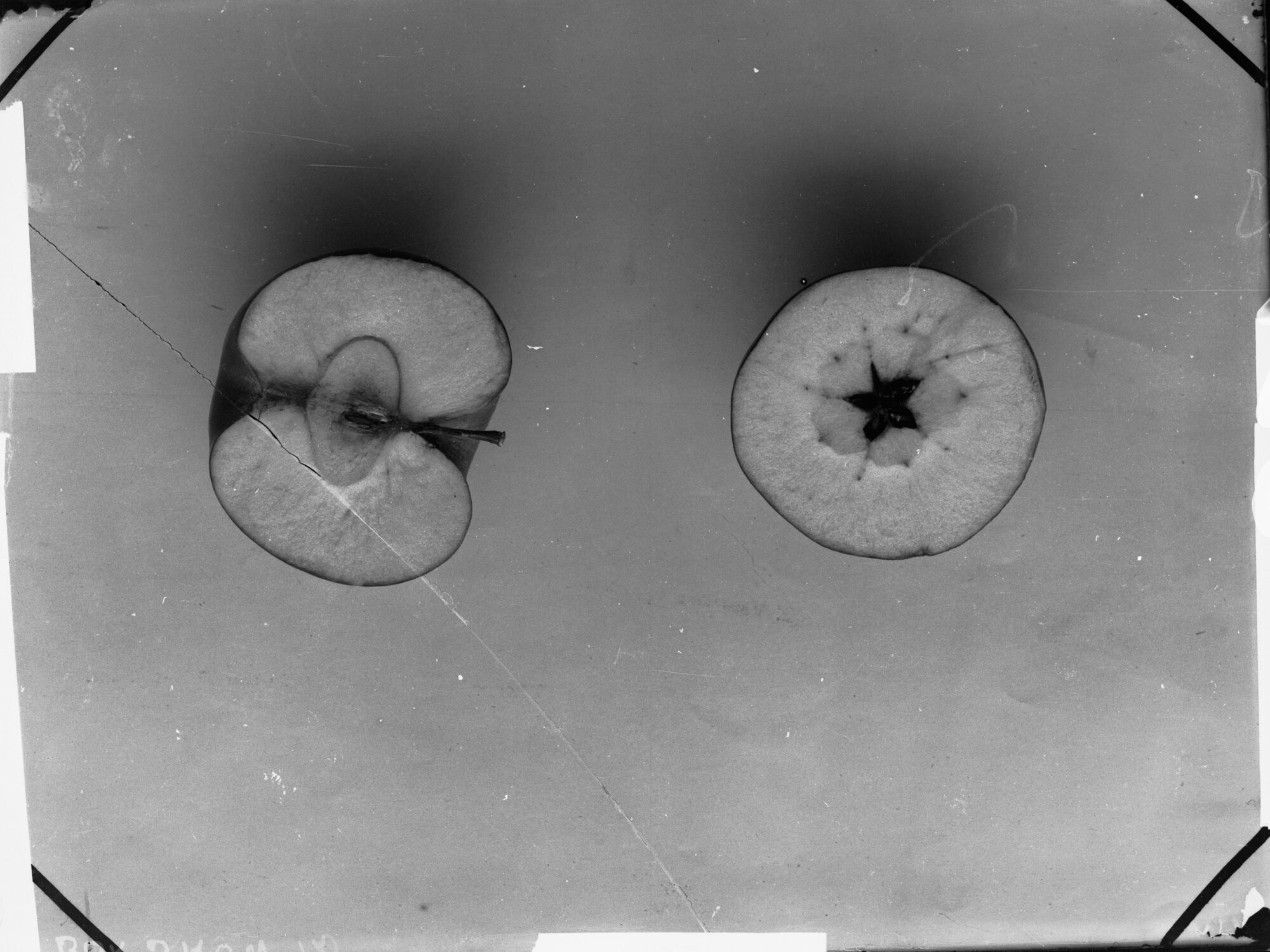 Sliced apples