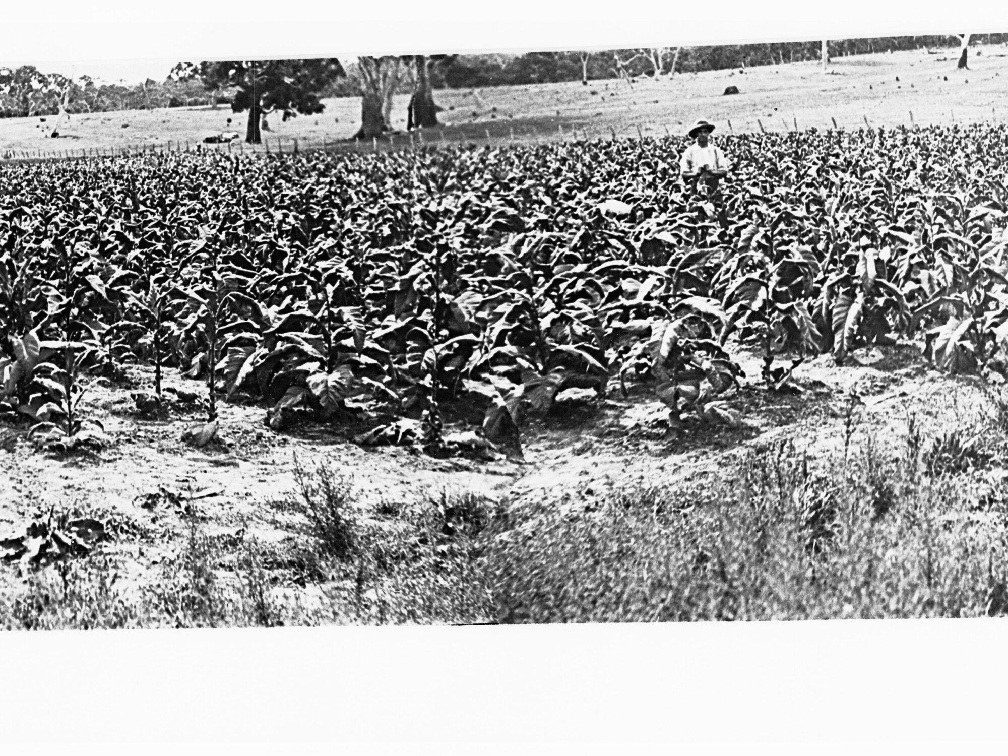 Mr Gordon, Paris Creek - field of crops
