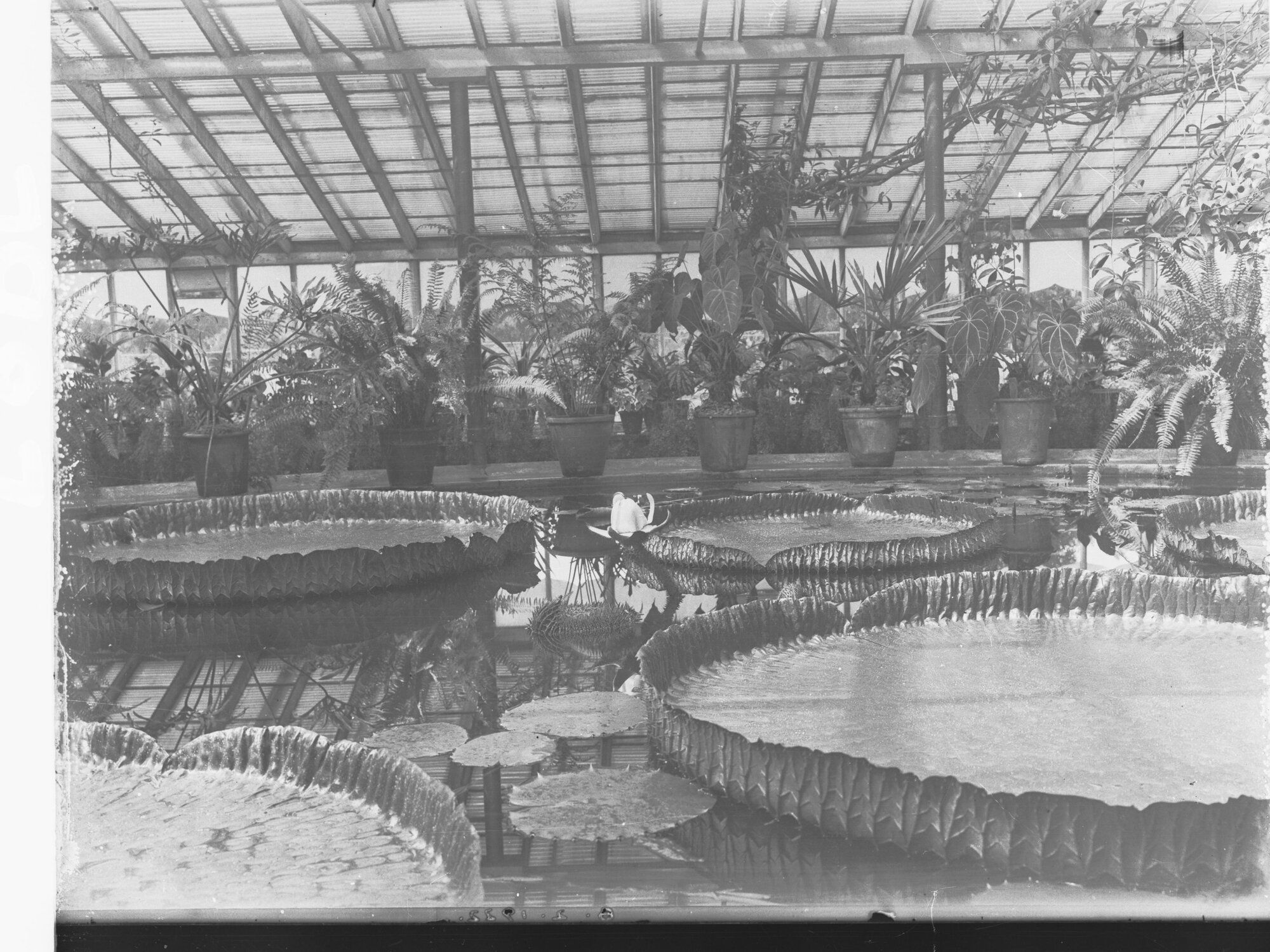 Interior of Hothouse at Botanical Gardens Showing Pot Plants and Ponds with Water Lillies