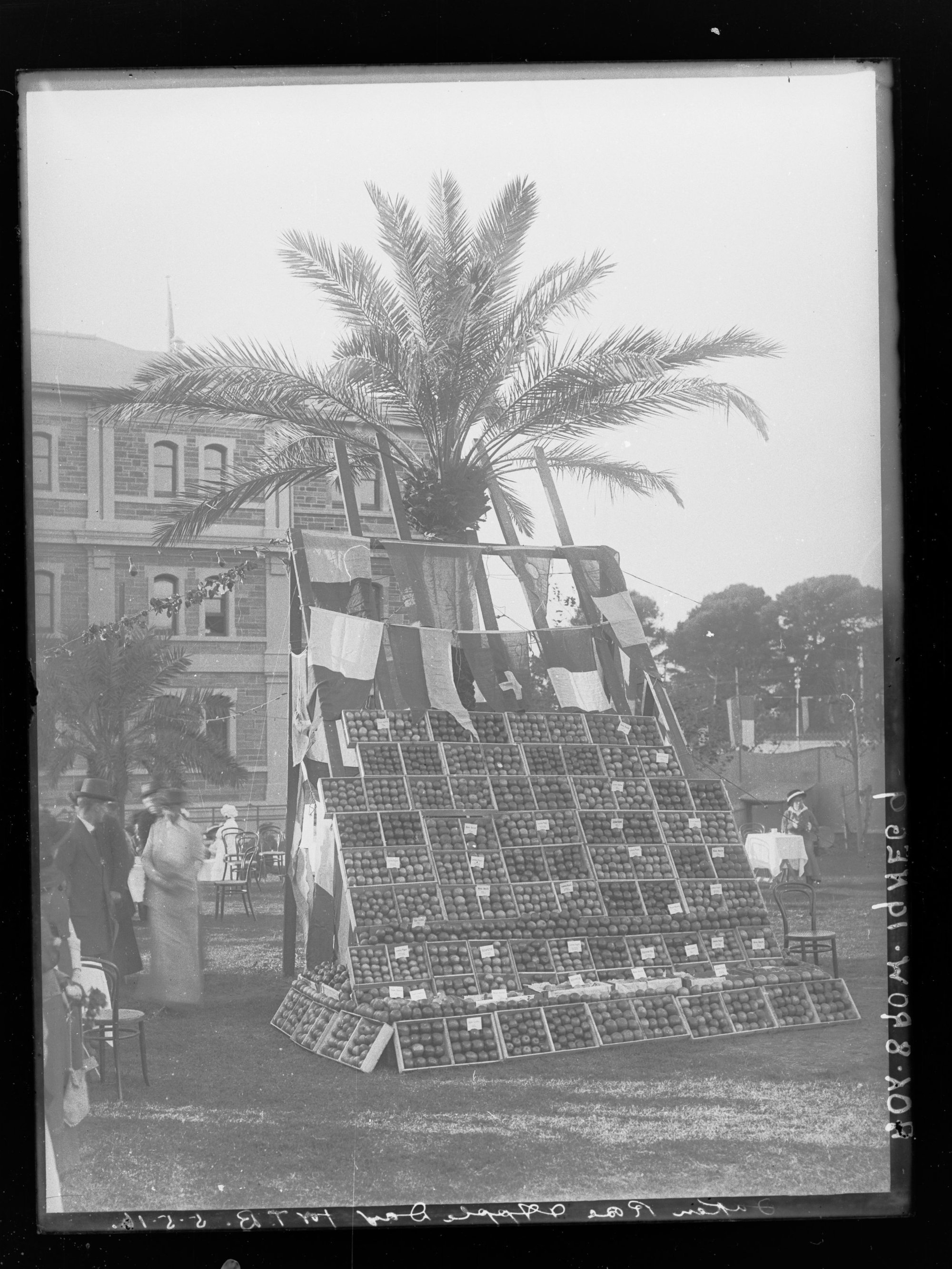 Display of apples taken on Rose &amp; Apple Day for Tuberculosis 