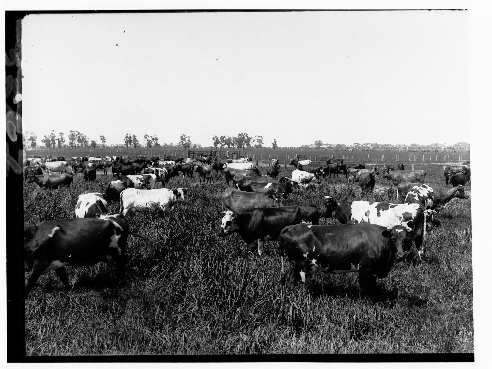 Cattle on sewage farm at Islington