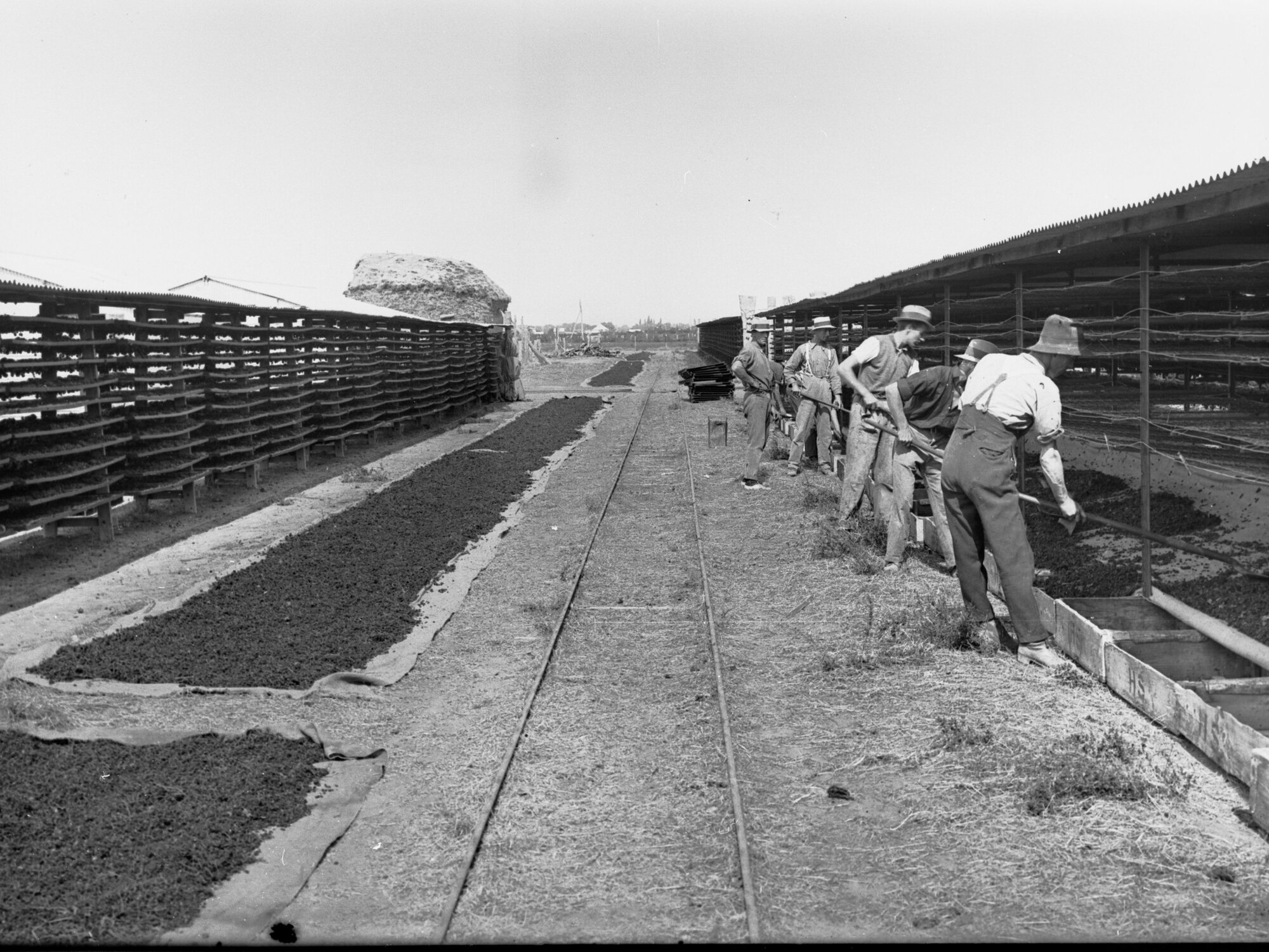 Men Drying Sultanas at Renmark