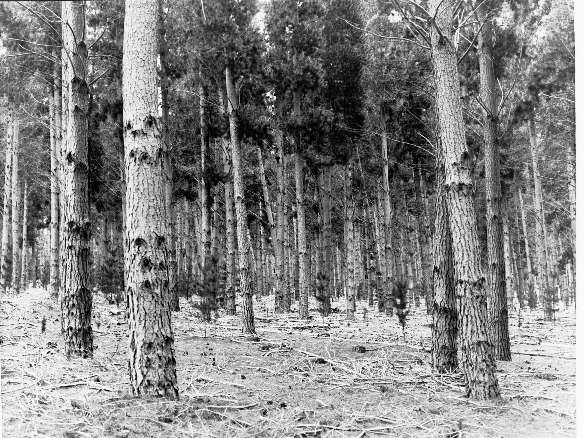 Forest of Pine Trees at Mount Burr - Taken for forestry department