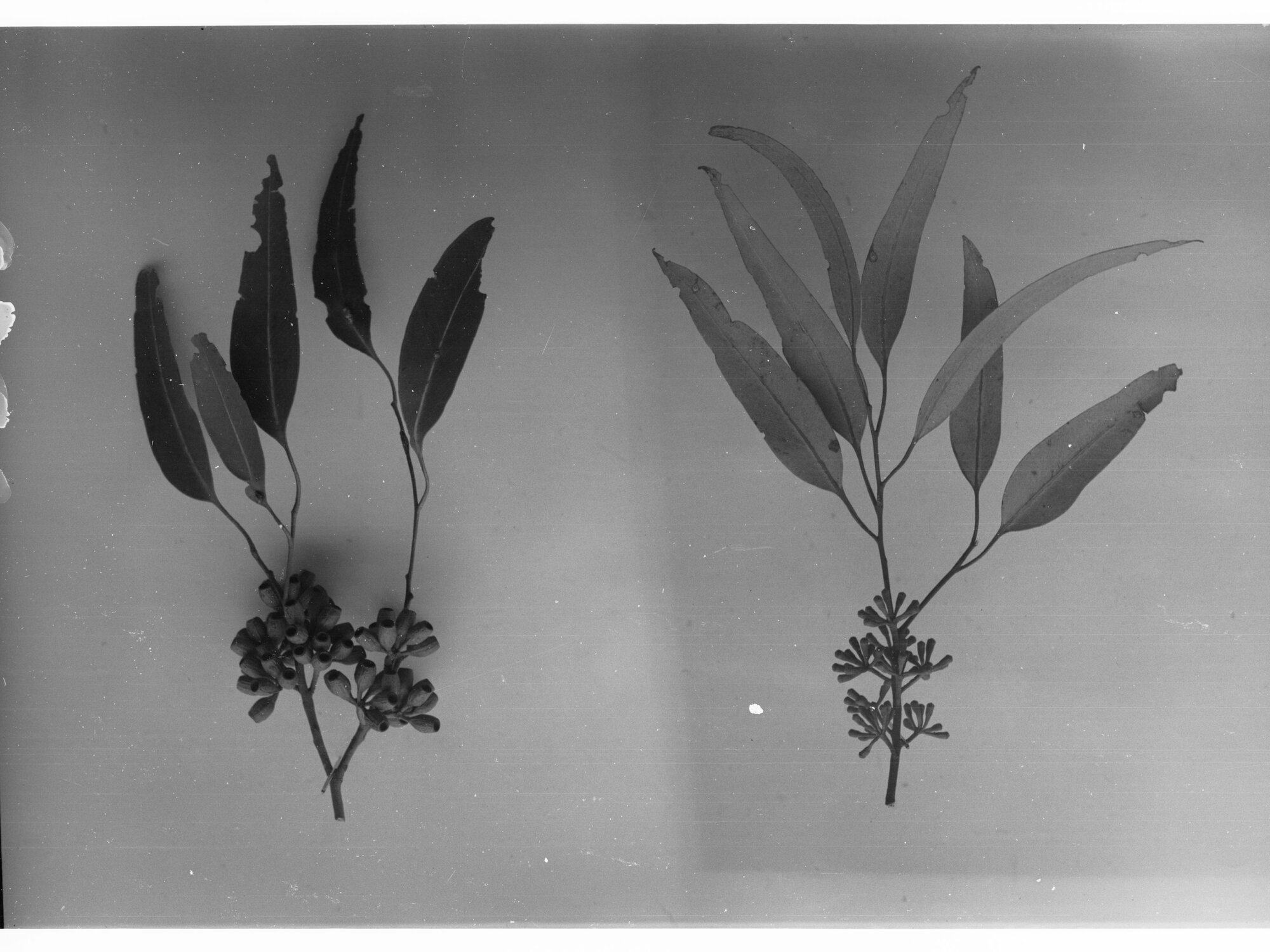 Gum Leaves