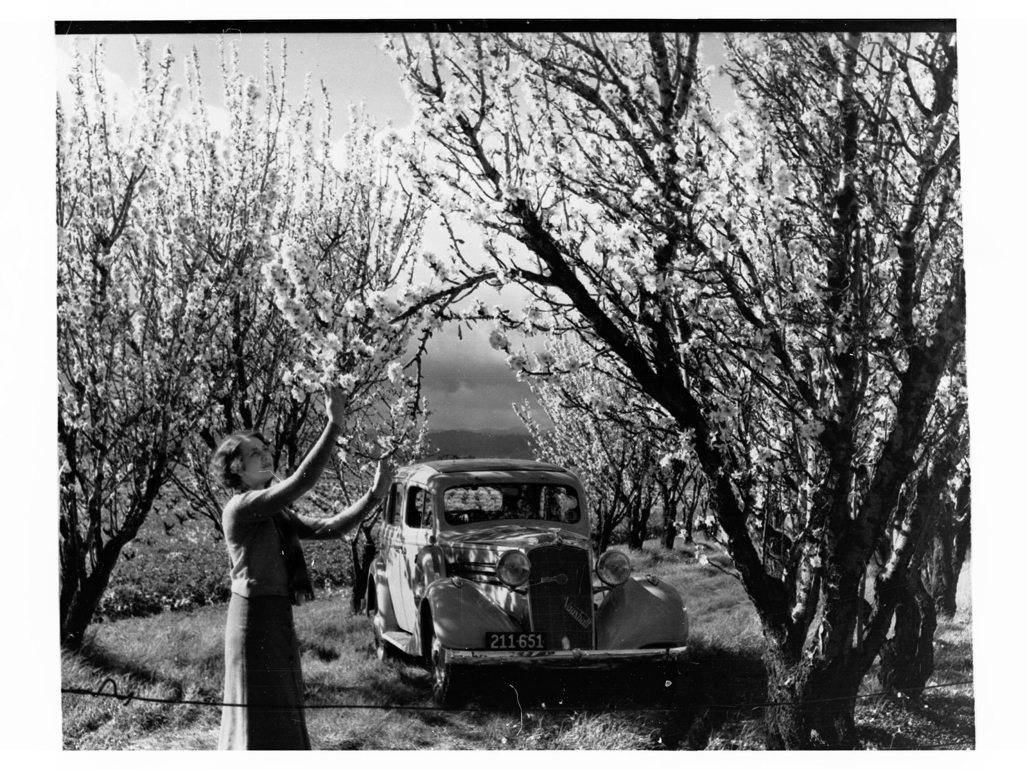 Almond Orchard Trees 