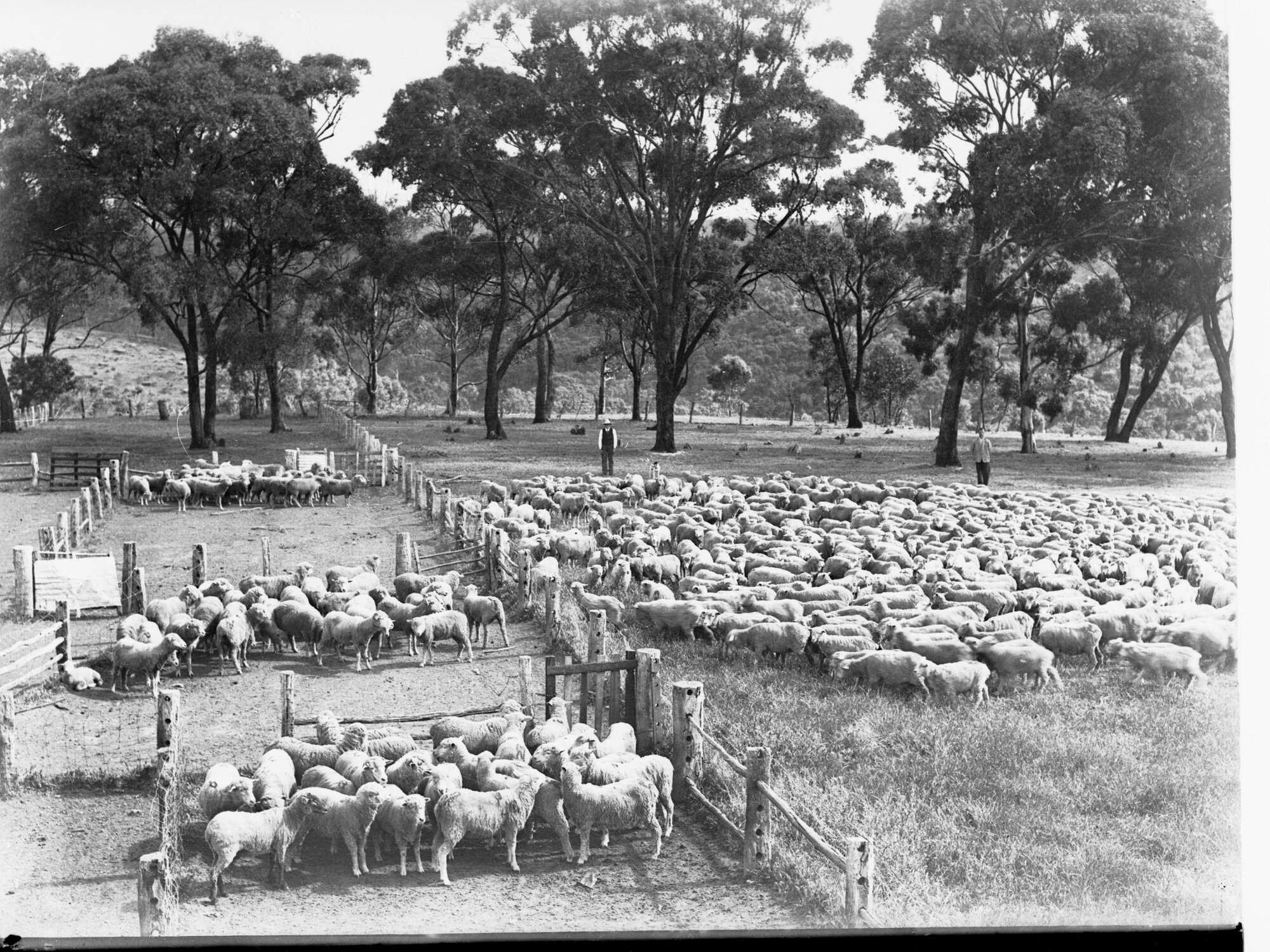 Drafting Sheep at Blackwood