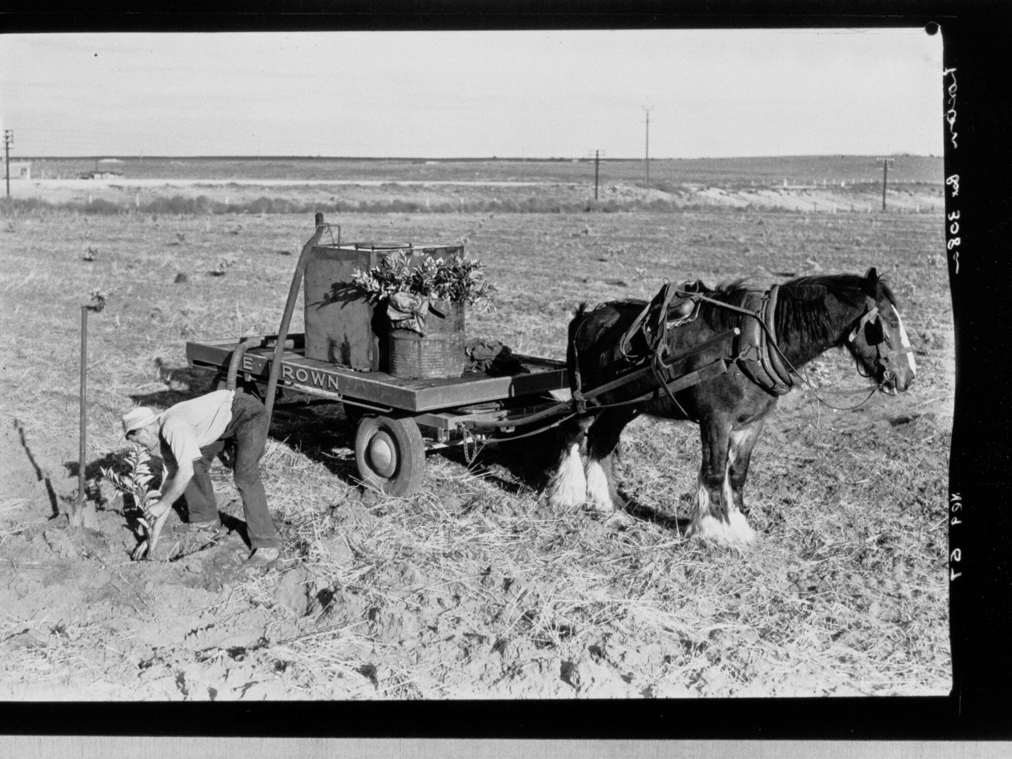 Loxton - citrus tree planting