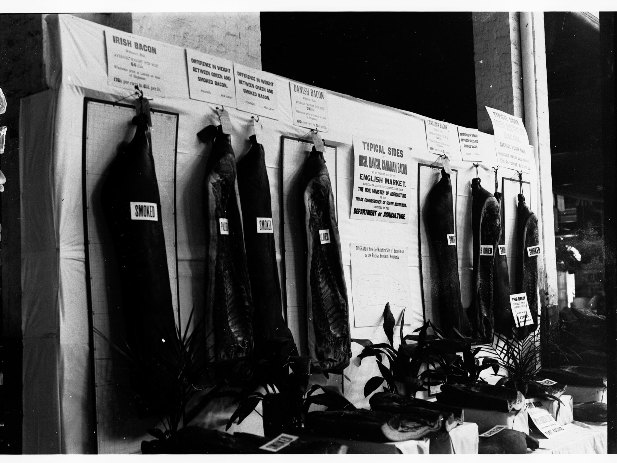 Sides of Bacon exhibited at the Royal Adelaide Show