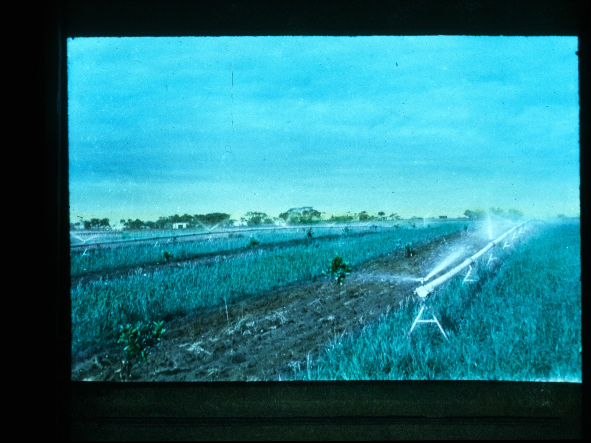 Sprinkler System in a Field of Crops Along the Murray River