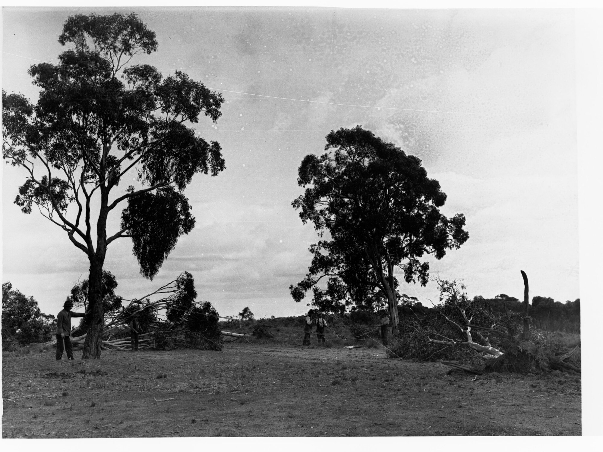 Tree felling at Minda Home's Craigburn Farm, c1920s