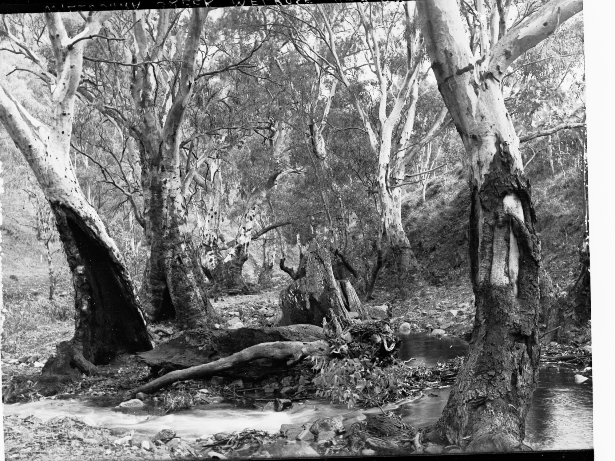 Willochra Creek Melrose