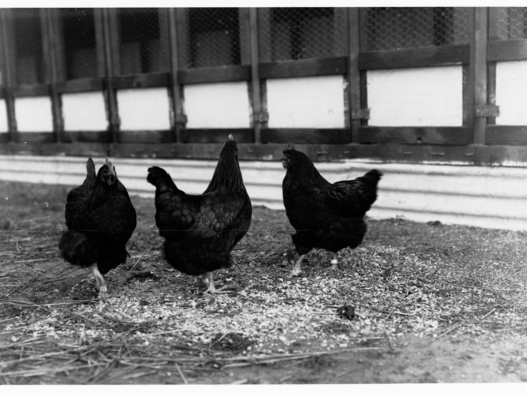 Chickens at Parafield Poultry Farm