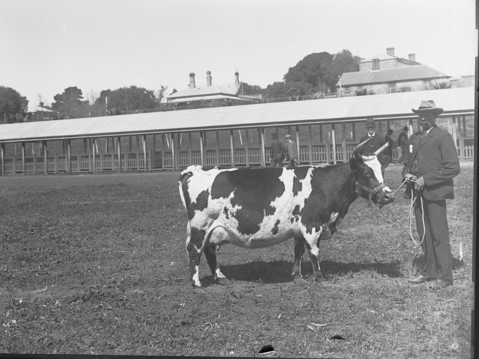 Man standing with Cow  at Adelaide Show