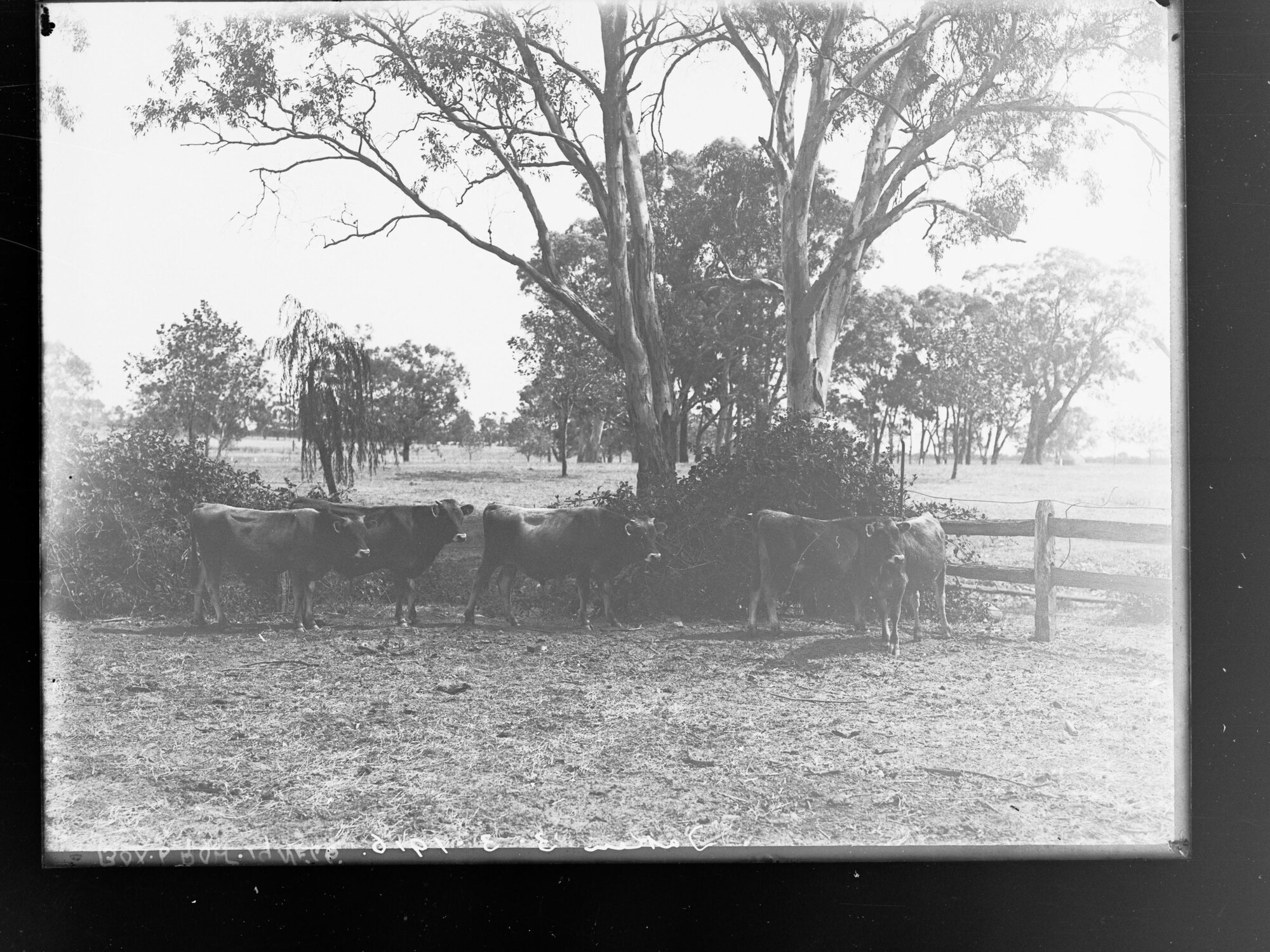 Cows in paddock