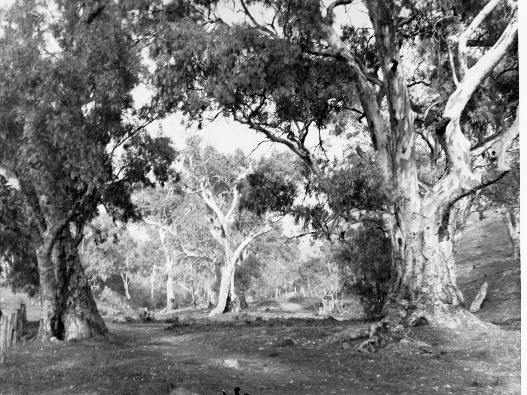 Belair National Park Showing Kookaburras