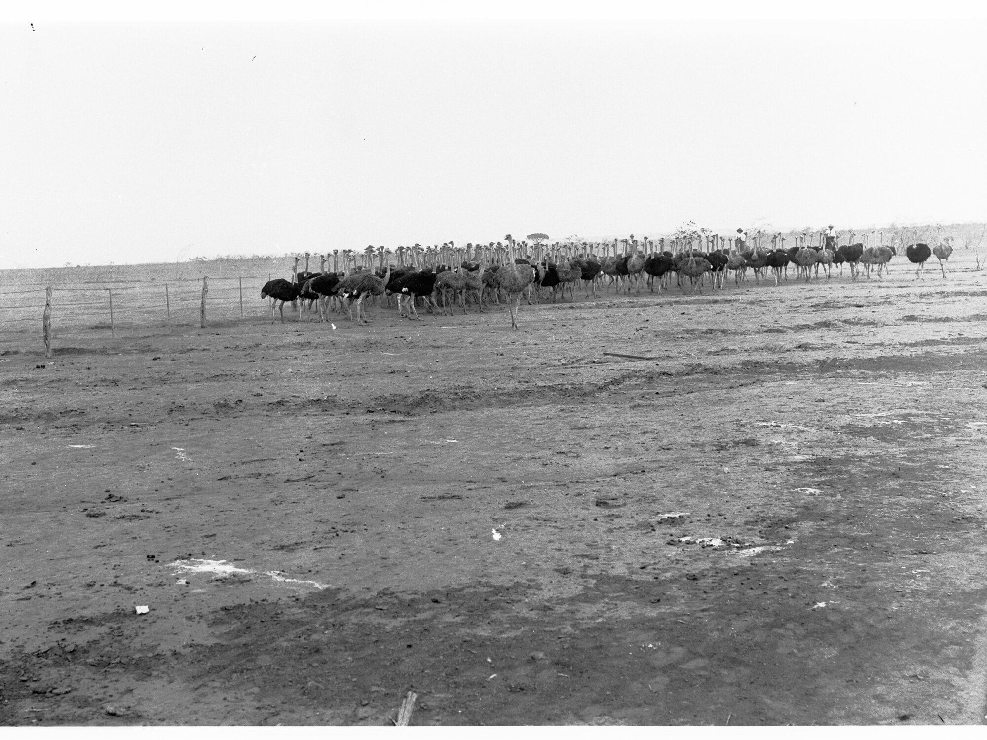 Group of Ostriches - Ostrich Farm at Port Augusta