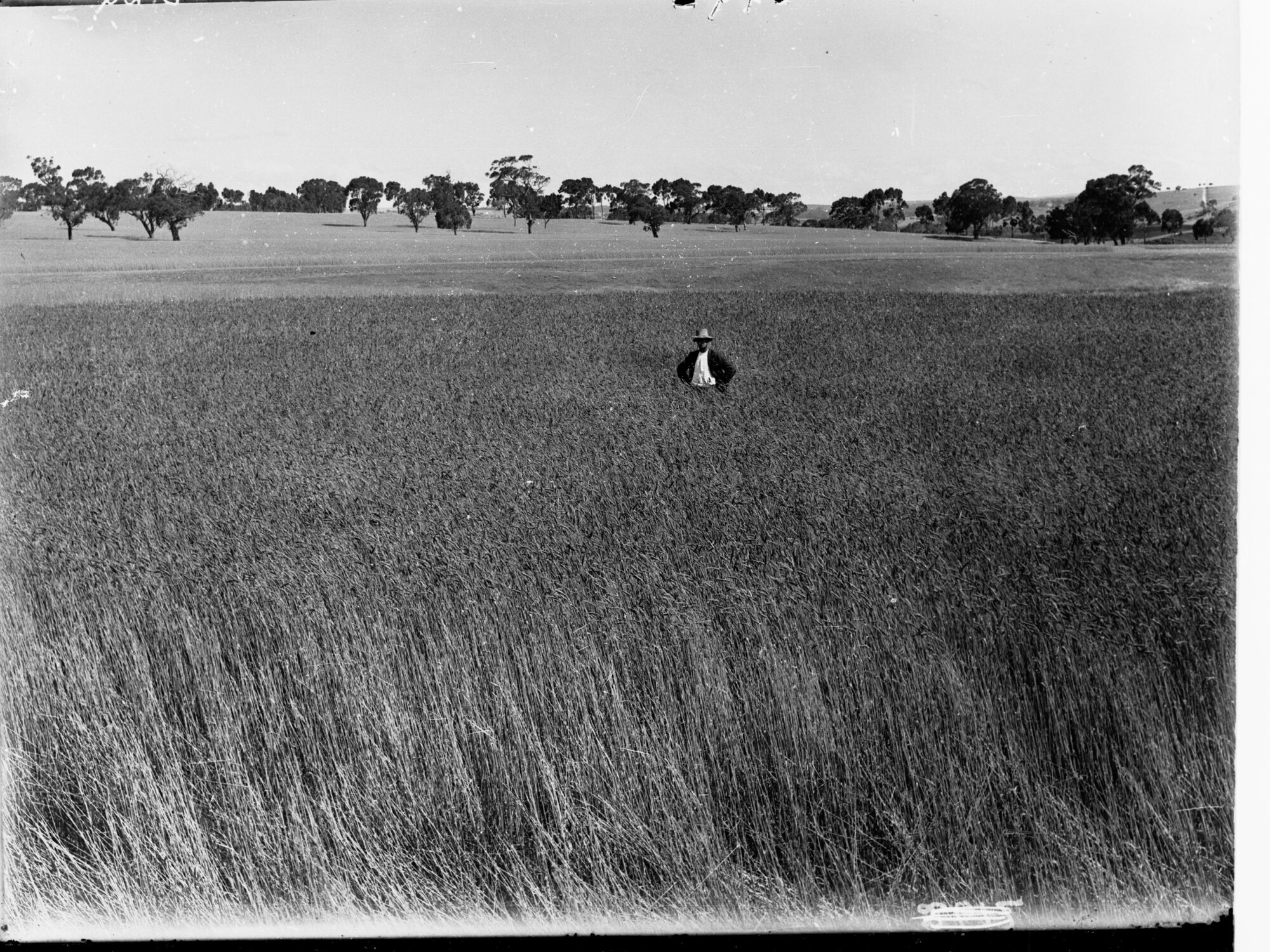 Turretfield Government Stud Farm Man Standing in a Field of Wheat