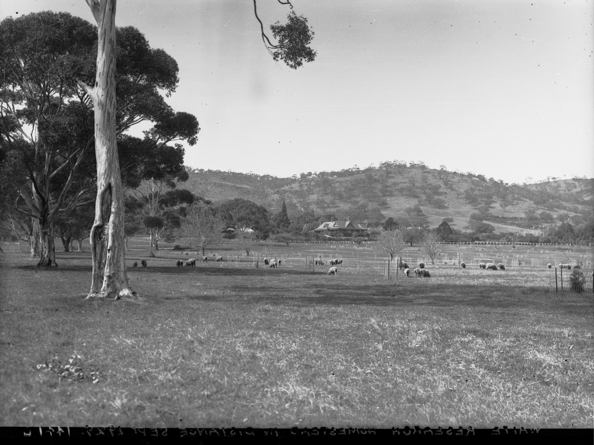 Experimental Plots at Waite Research Institute