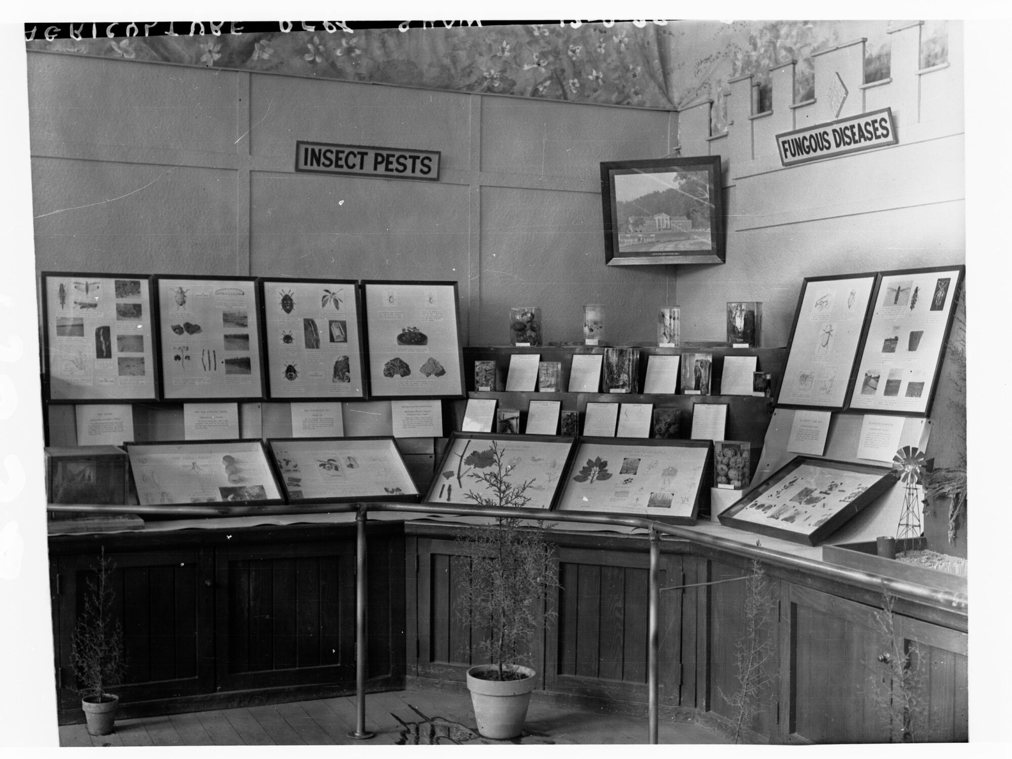 Agricultural Display showing insect, pests and fungus diseases, Royal Adelaide Show