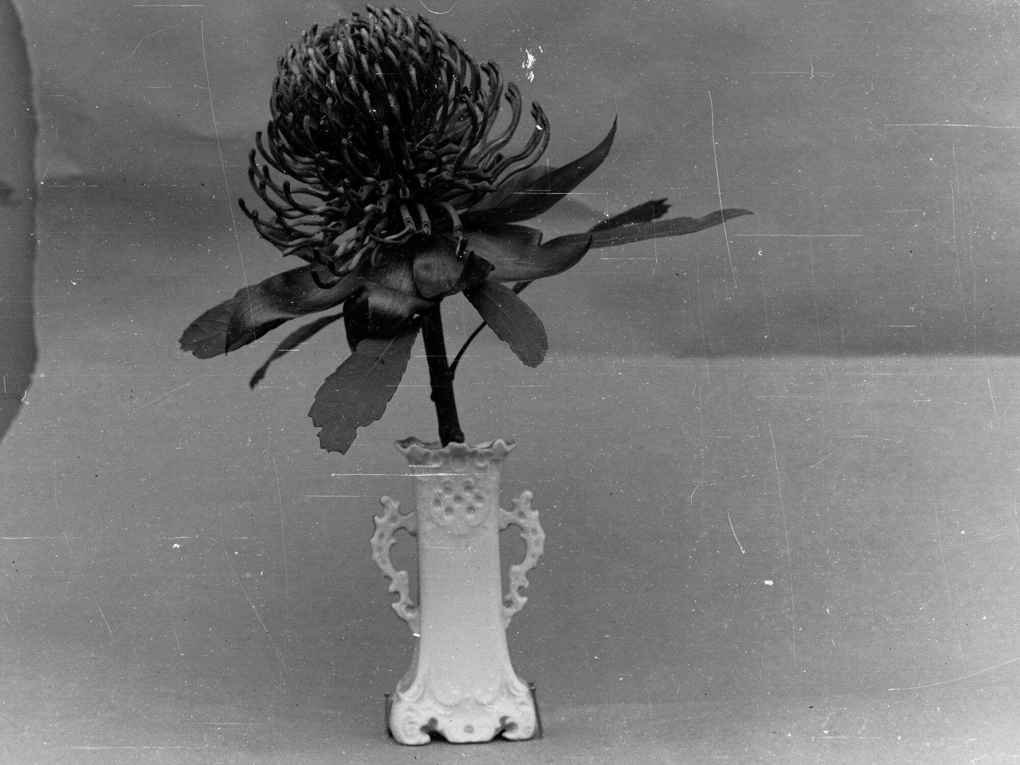 Native Flower in Vase