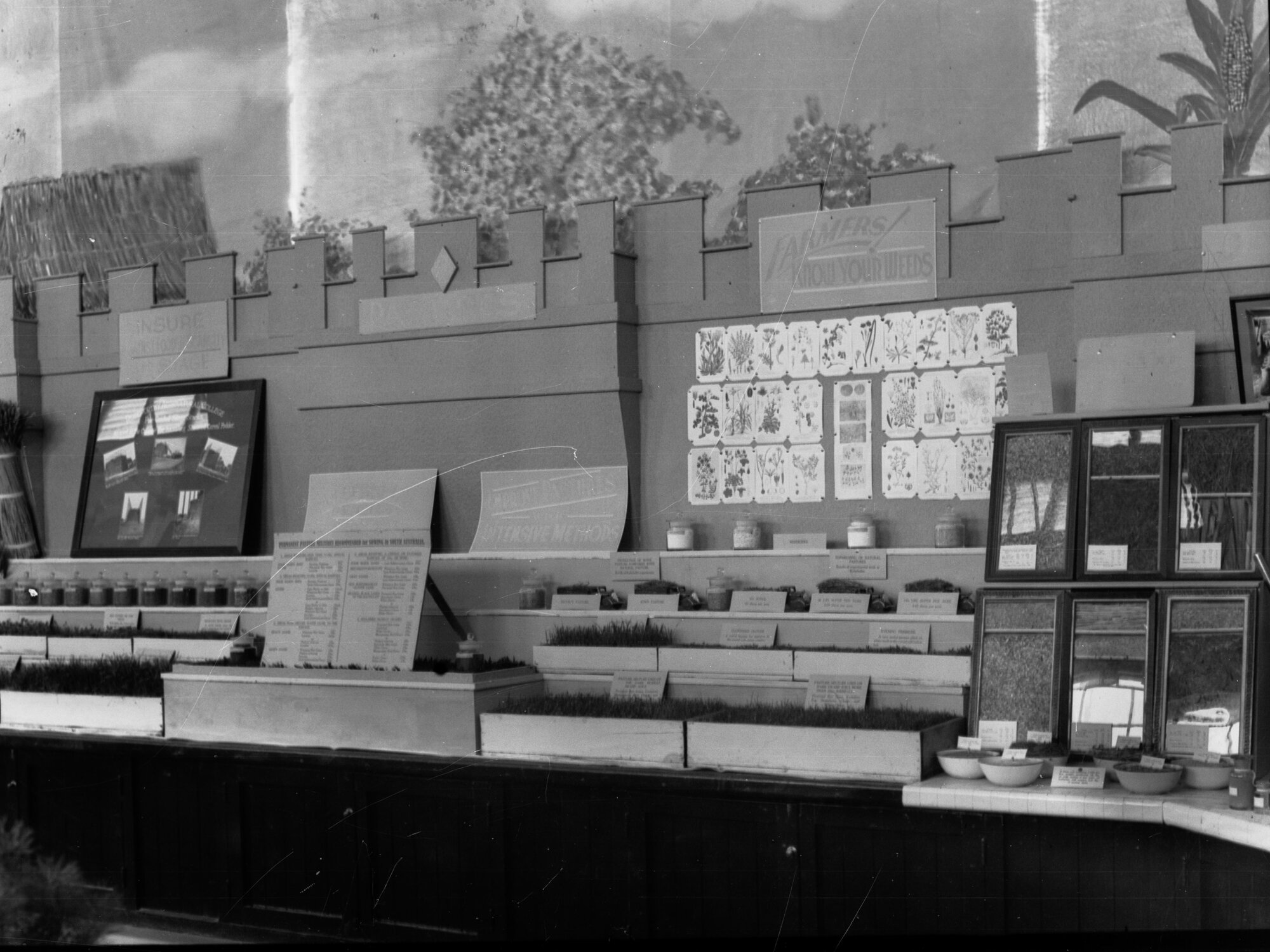 Exhibition for the Department of Agriculture on weeds for Adelaide centenary