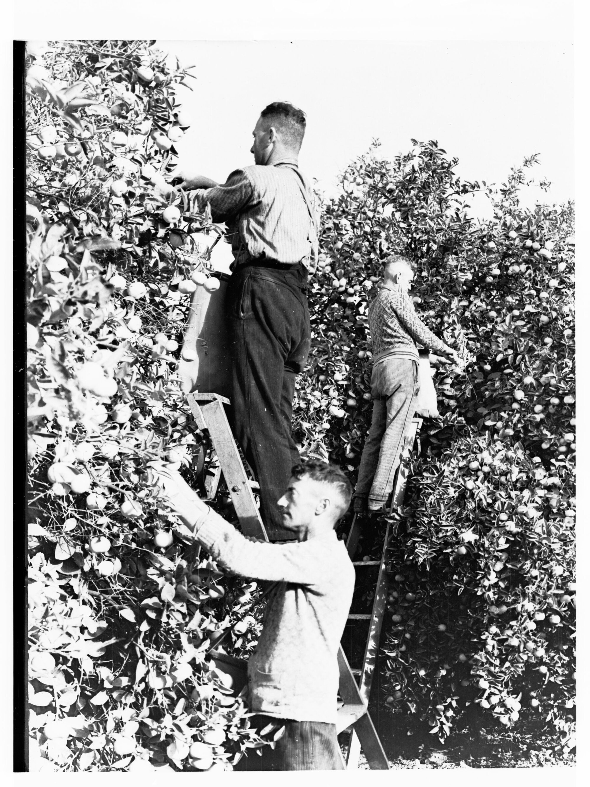 Fruit Picking 