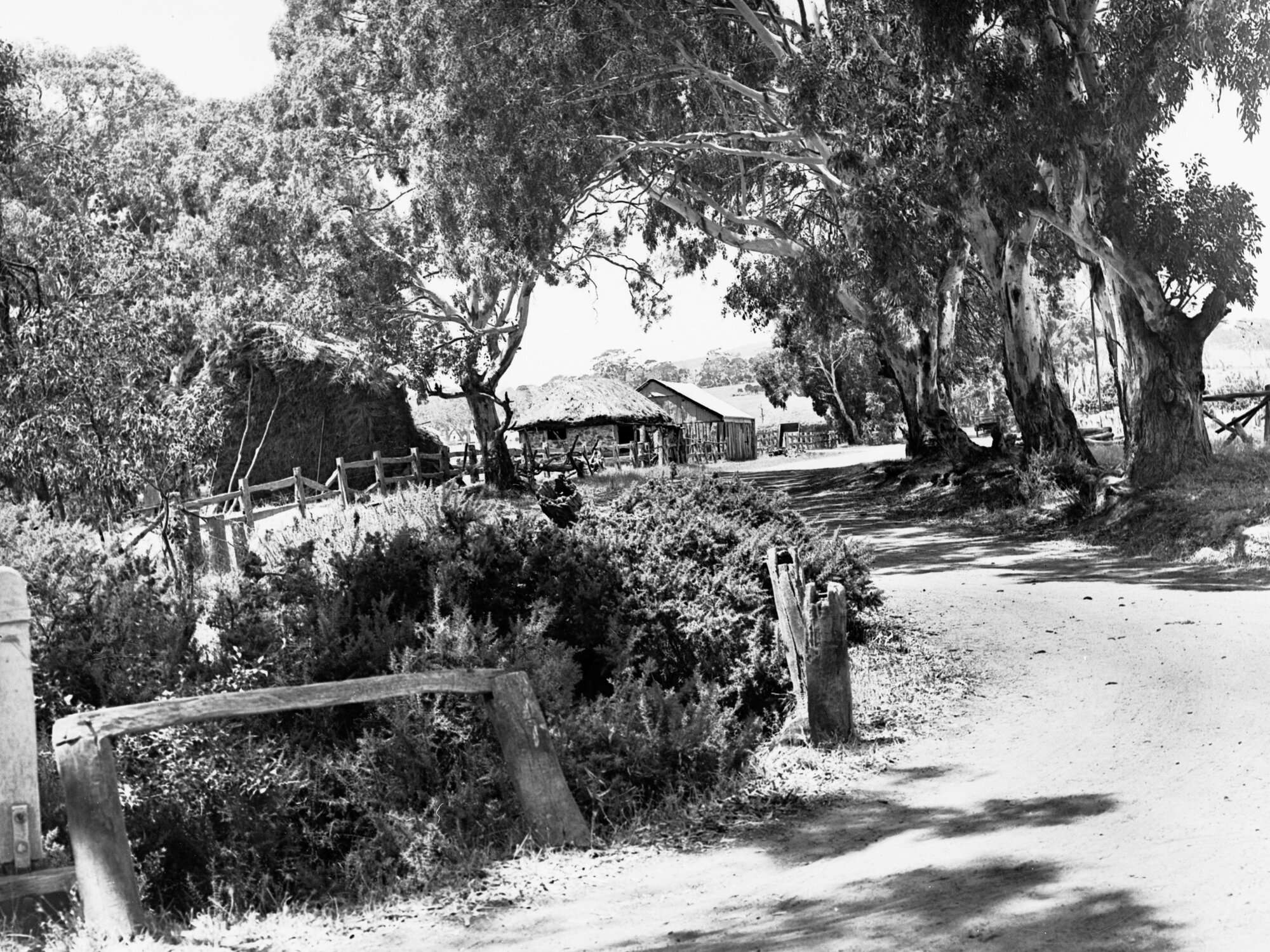 Bush Scene of  Myponga