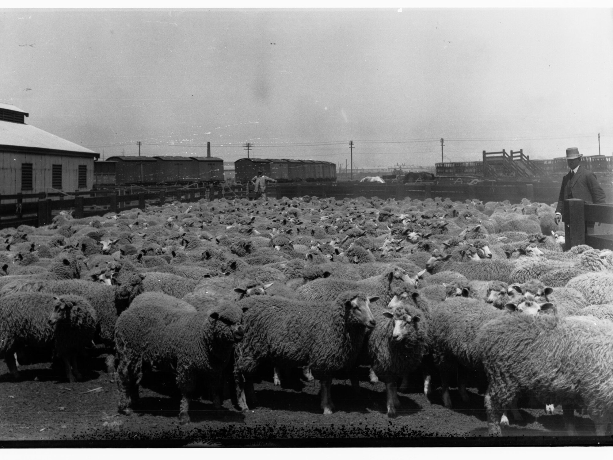 Sheep Produce Depot