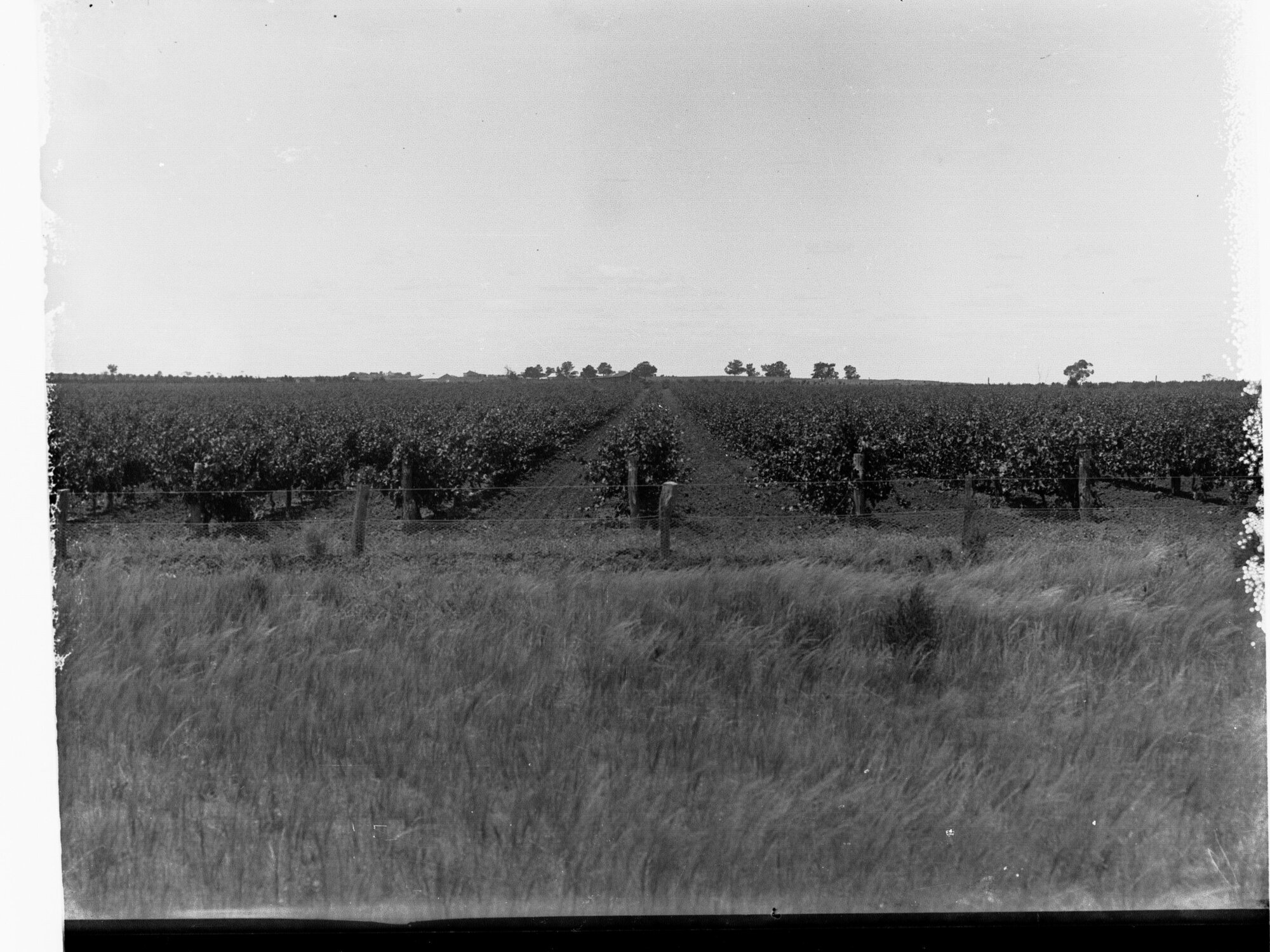 Vineyard at Berri