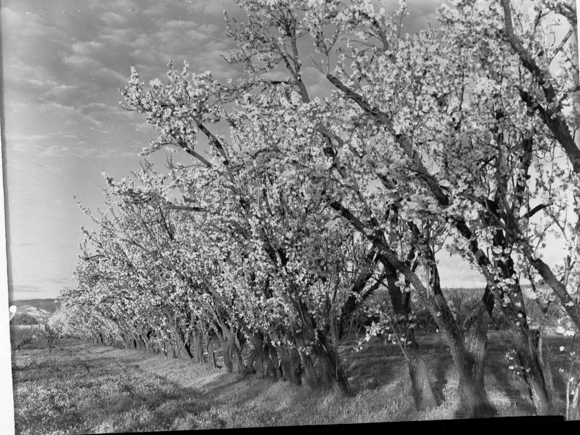 Almond Blossom Trees