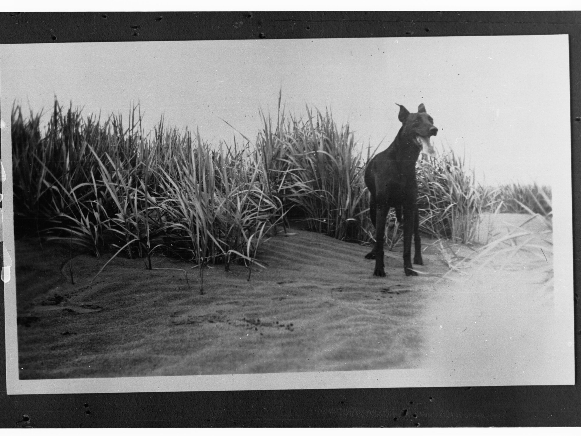 Sand Dune Showing Dog and Tussocky Grasses