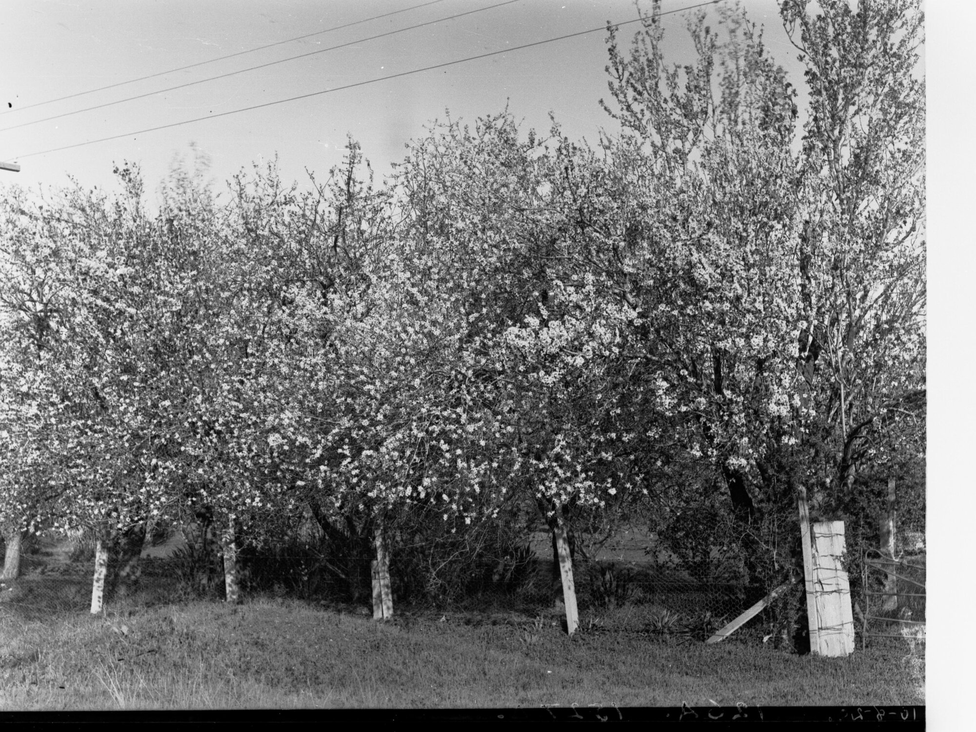 Orchard in Blossom