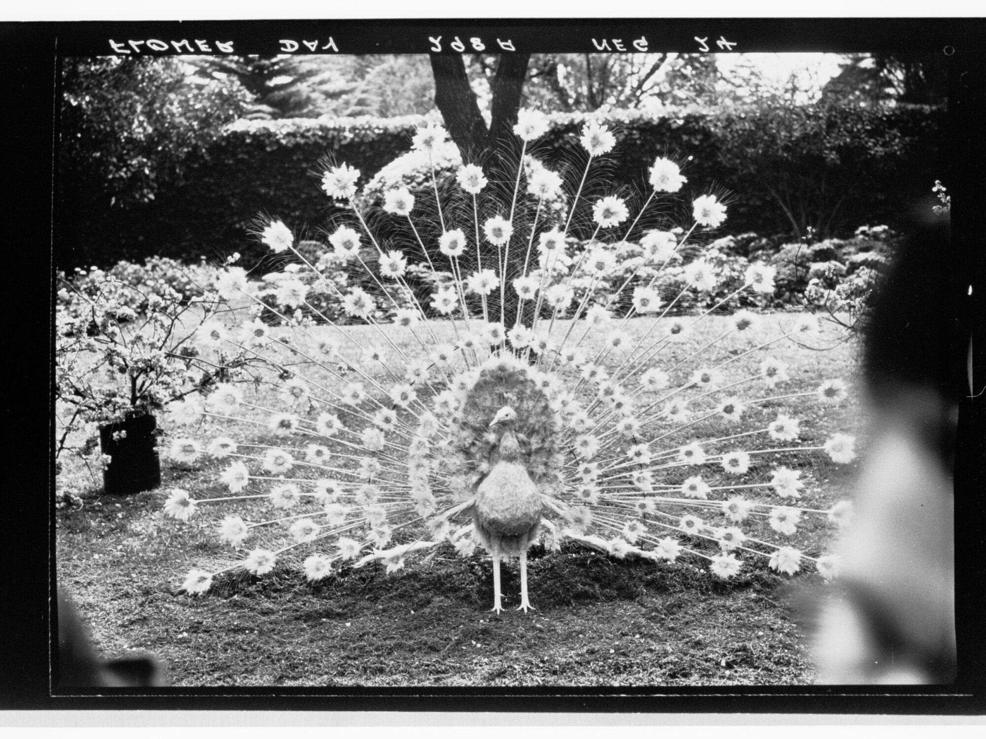 Flower Day - exhibit of a peacock