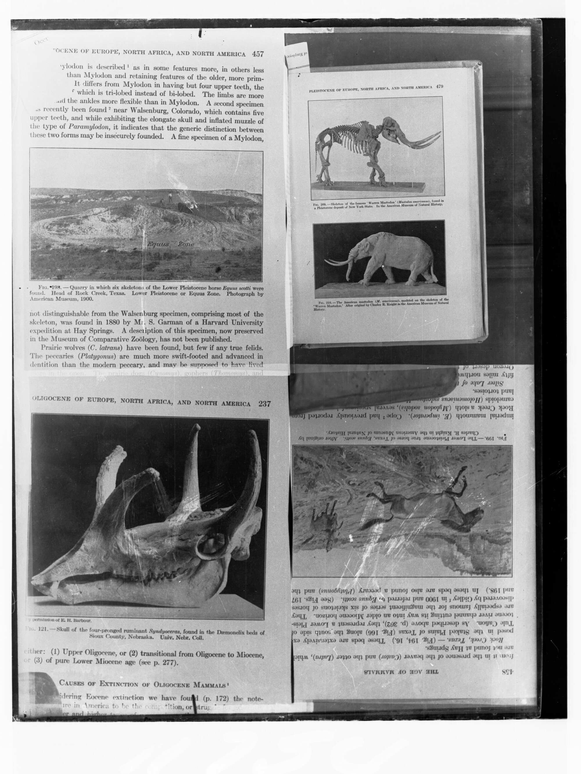Prehistoric animals taken from book