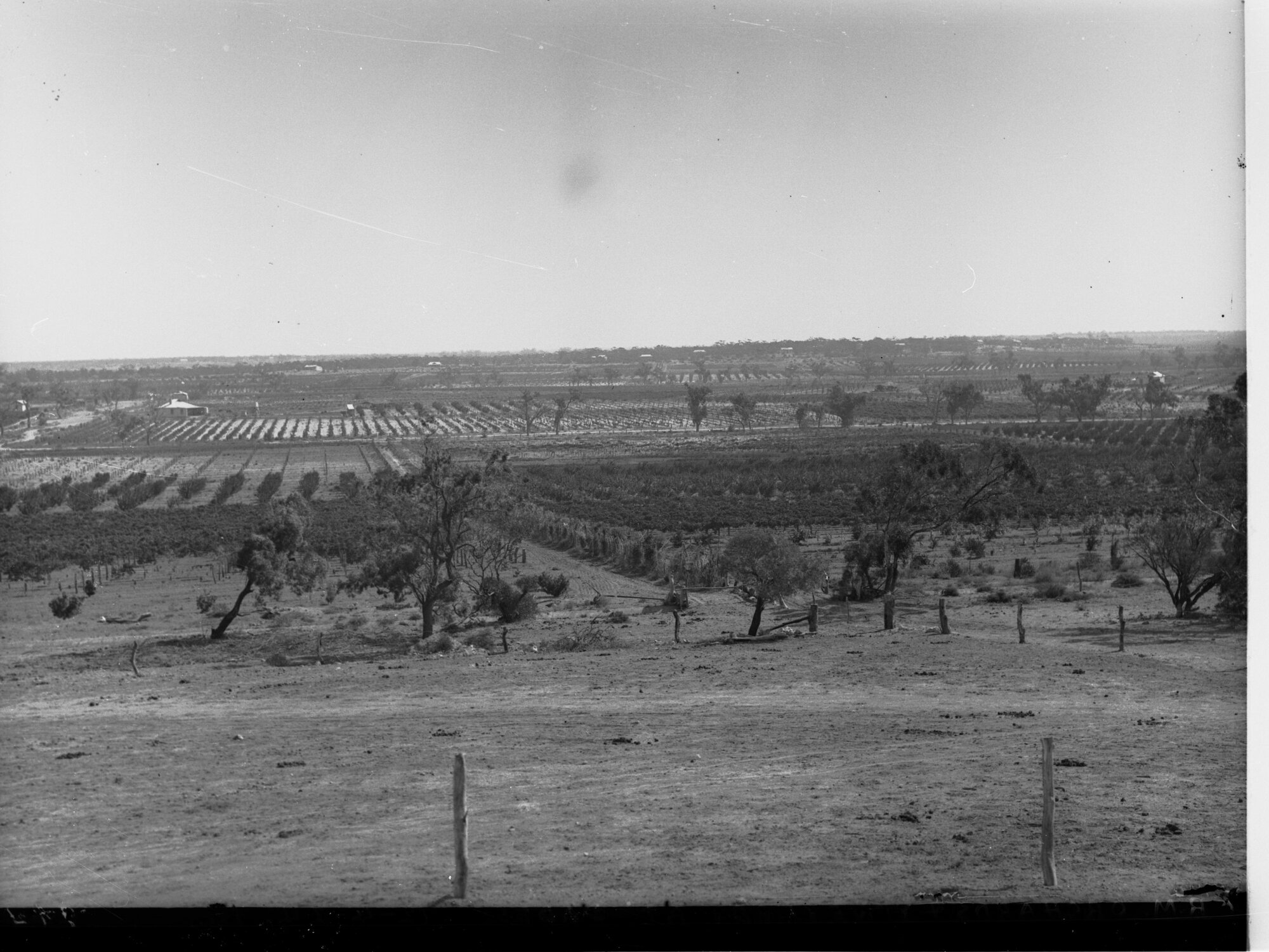 Orchards and Vineyards at Cadell