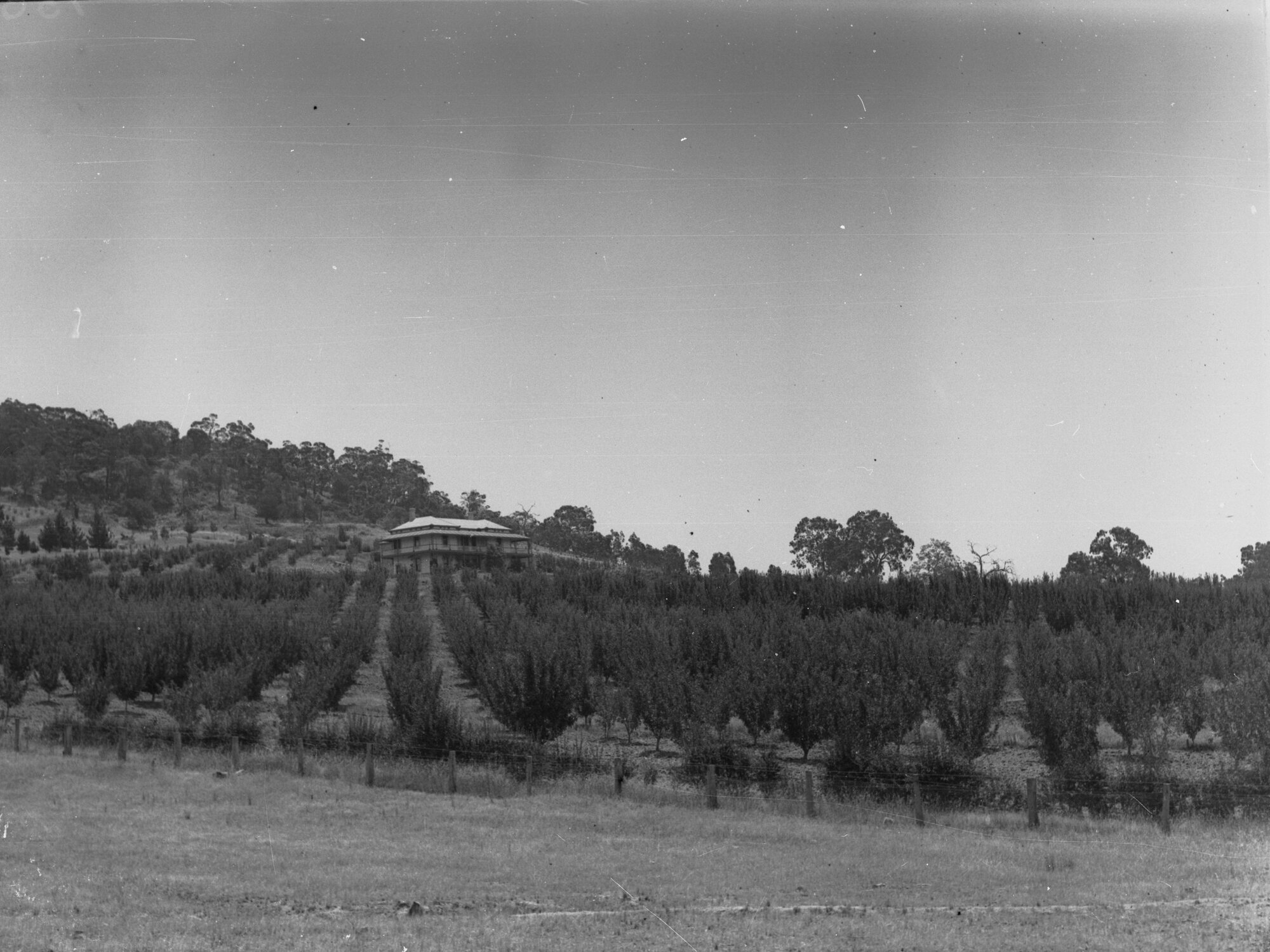Apple orchard near Mount Crawford with residence in the background