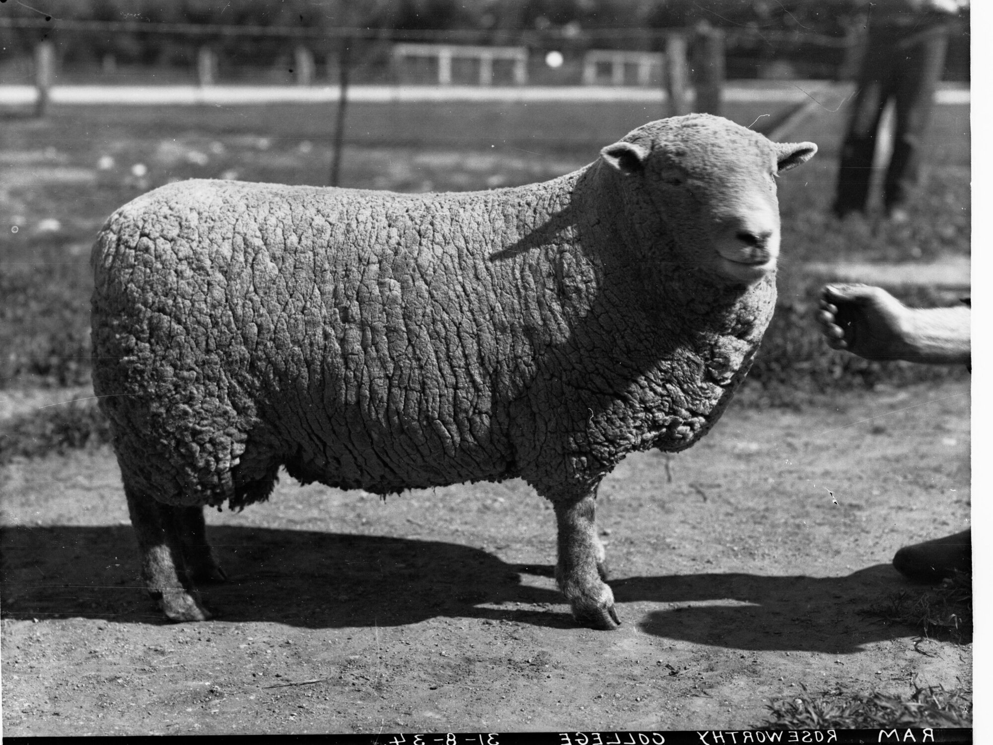 Ewe - Roseworthy College