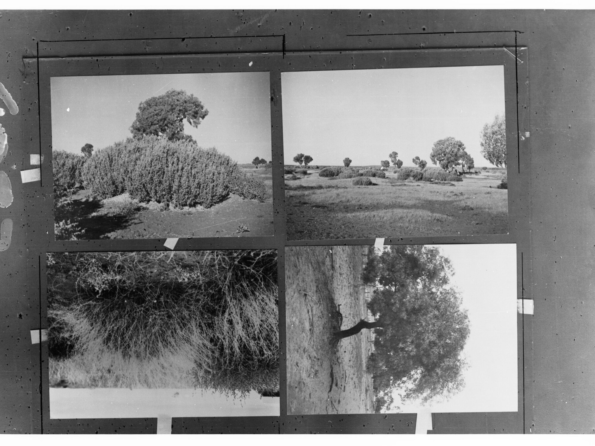 Shrubs and Trees