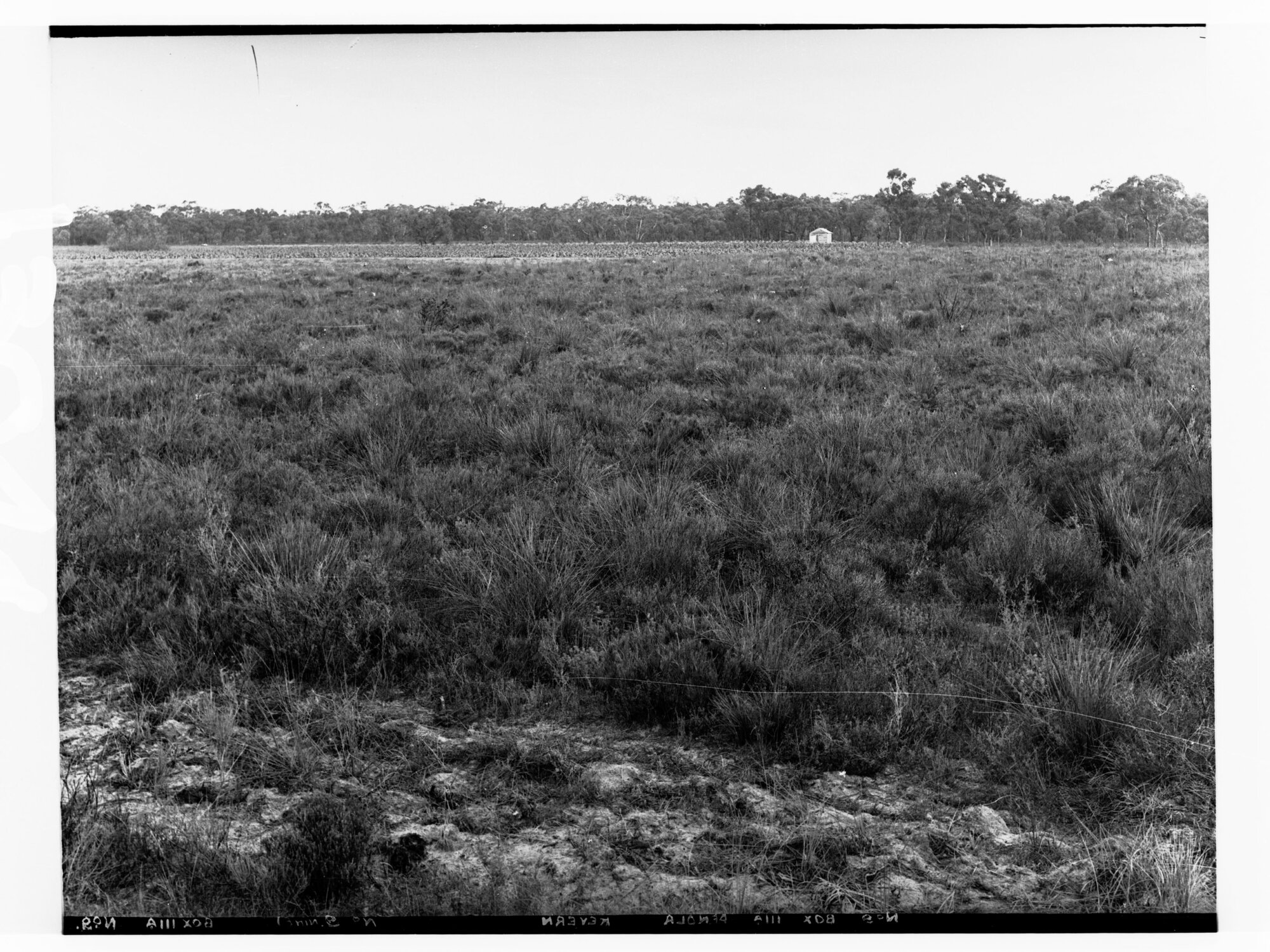 Tobacco crop at Penola