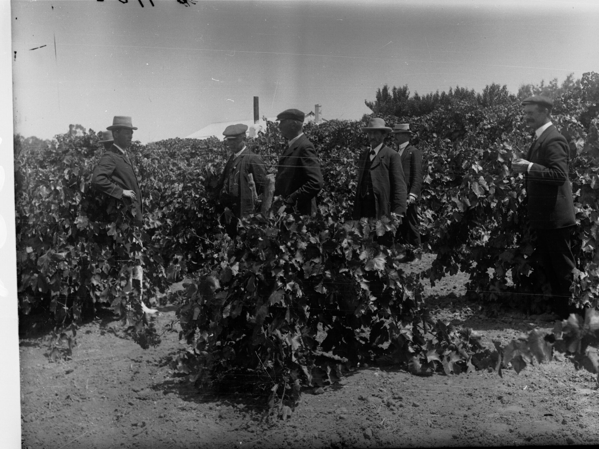 Vineyards at Gurra Gurra