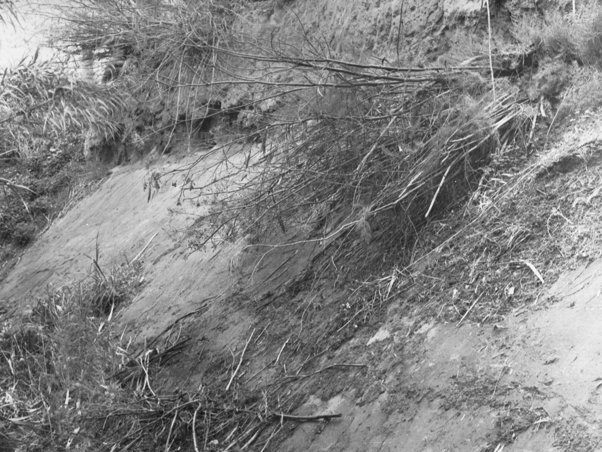 Soil Erosion, River Torrens