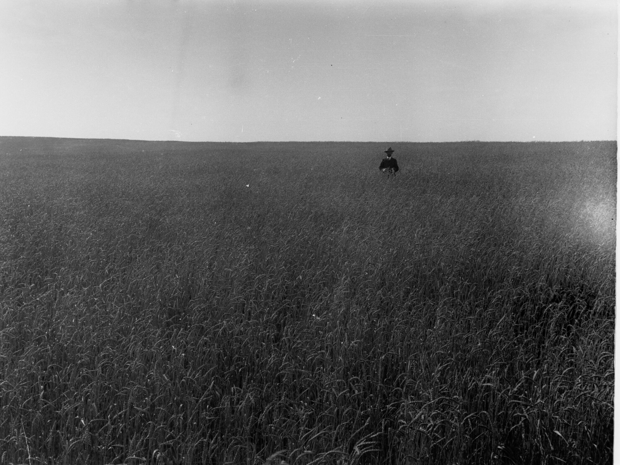 Pinnaroo, crop of wheat