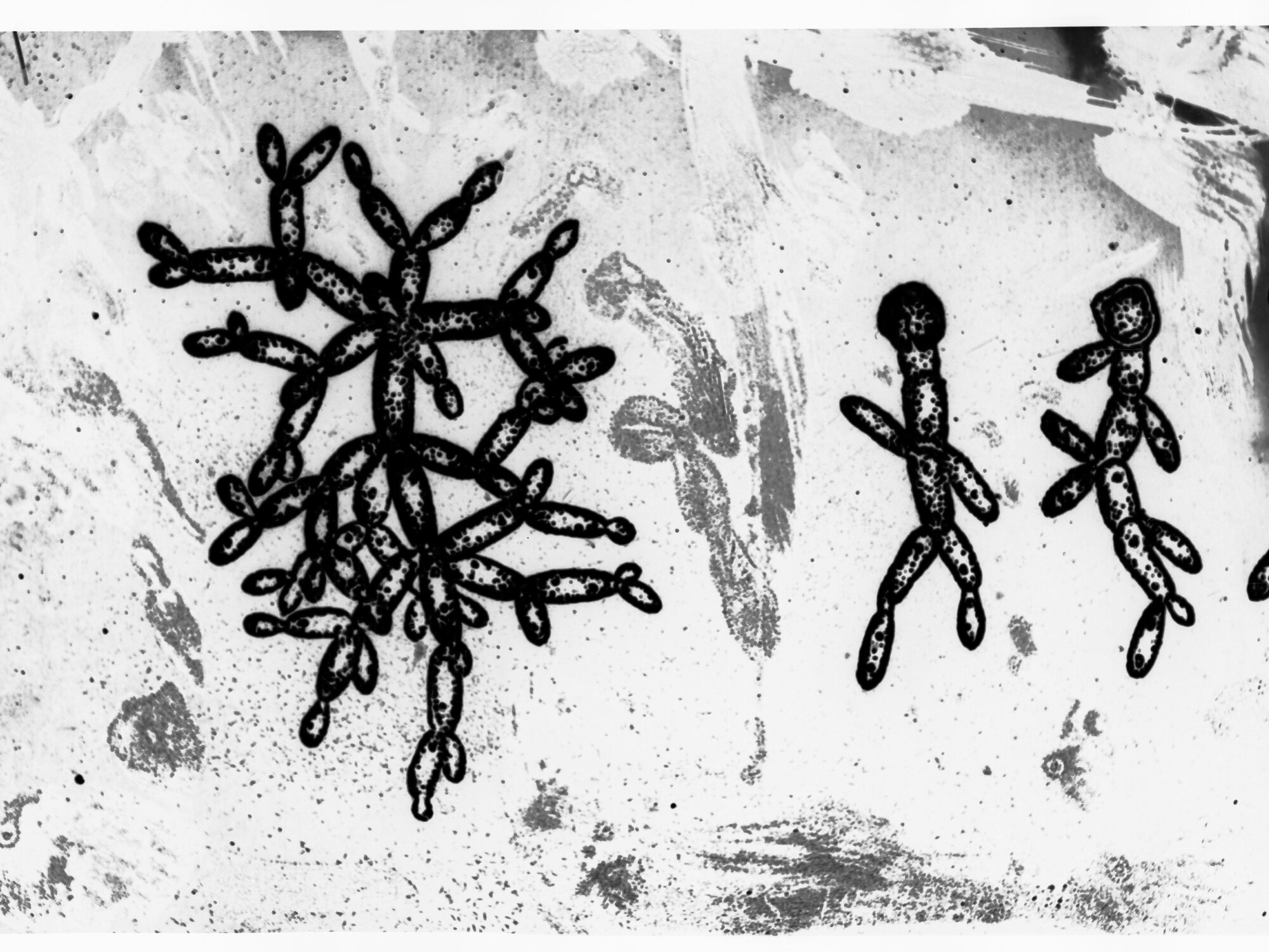 Microscopic view of Germs