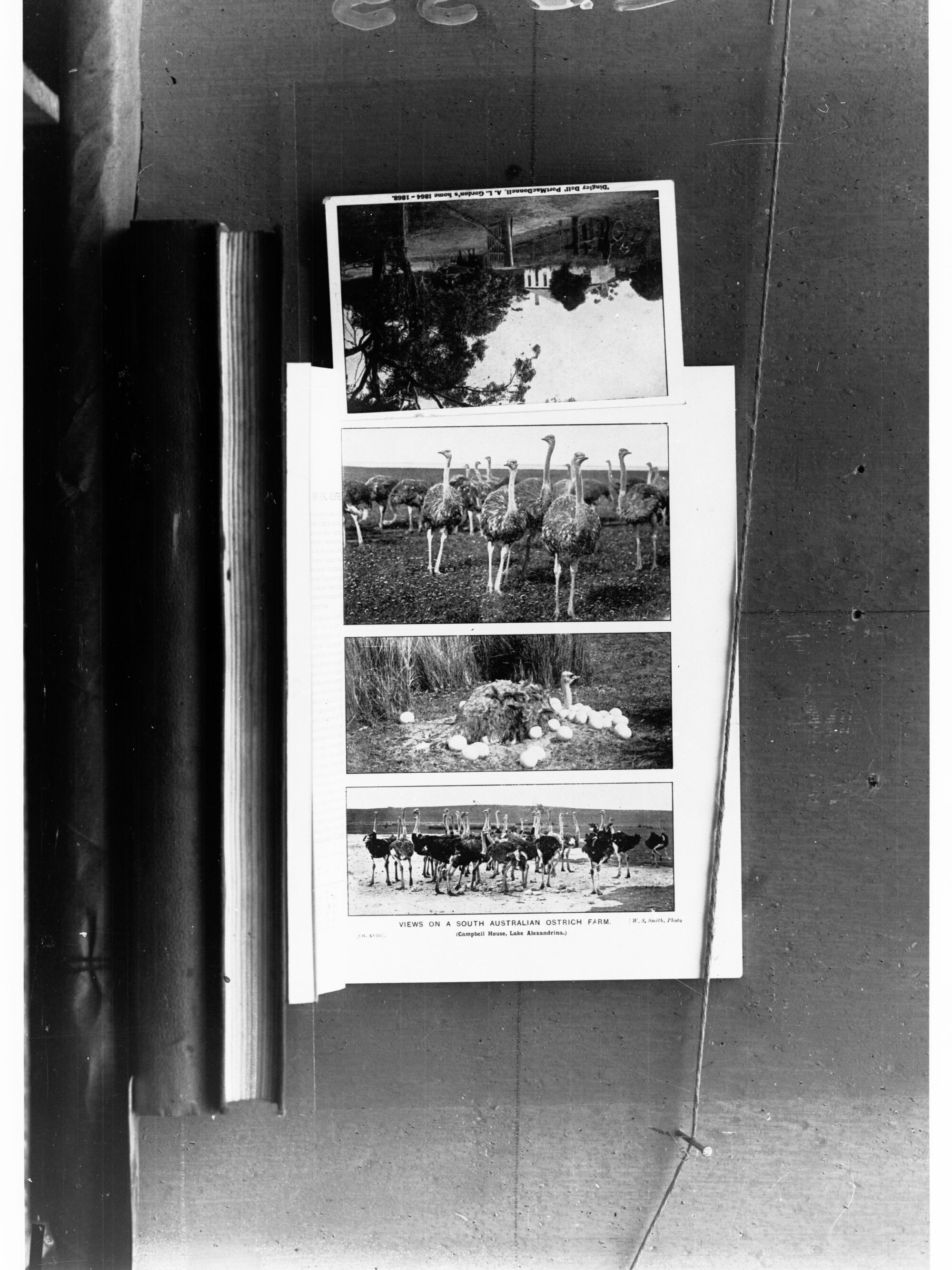 Collage of Photos