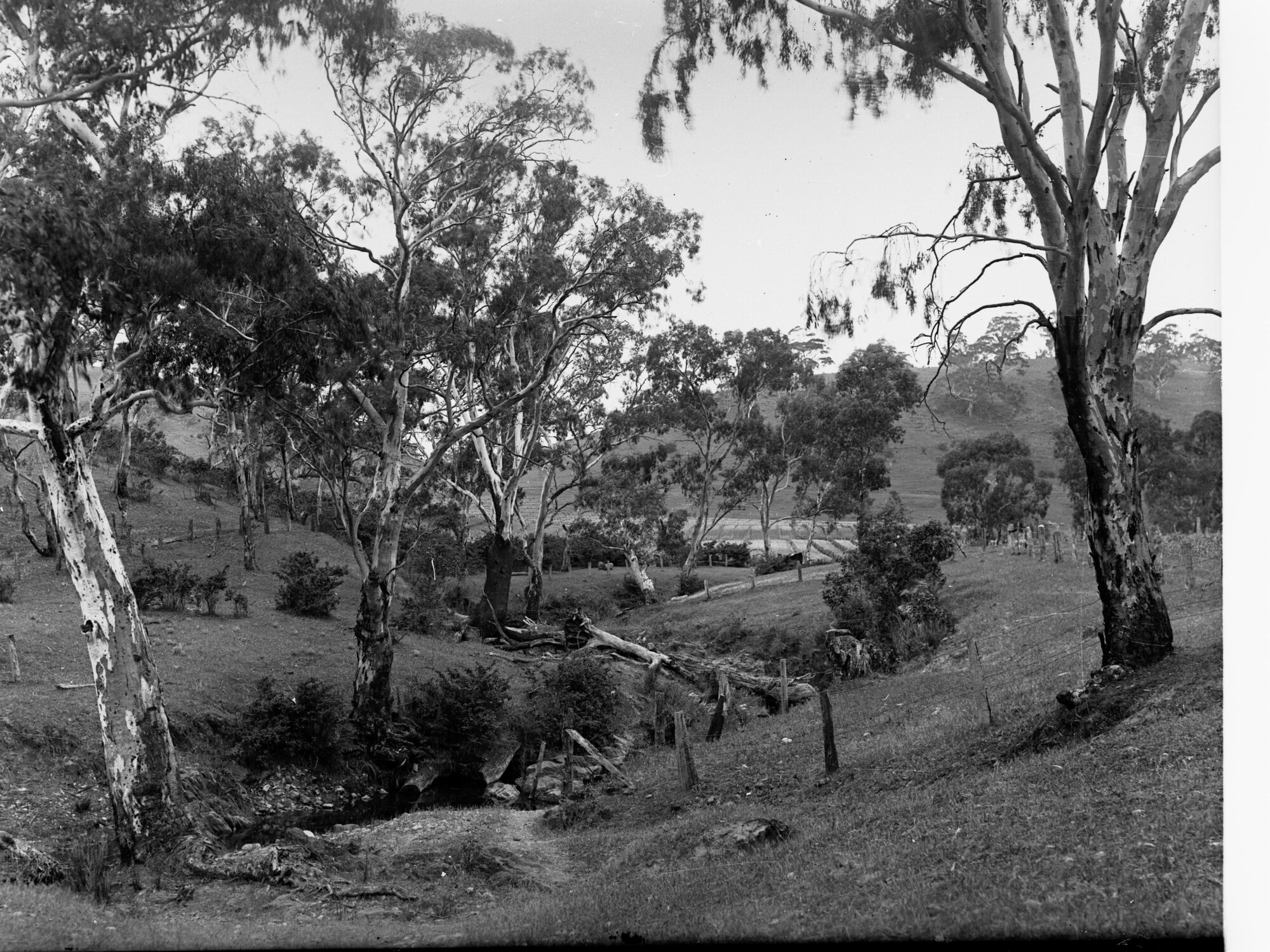 View of Trees and Creek at Williamstown