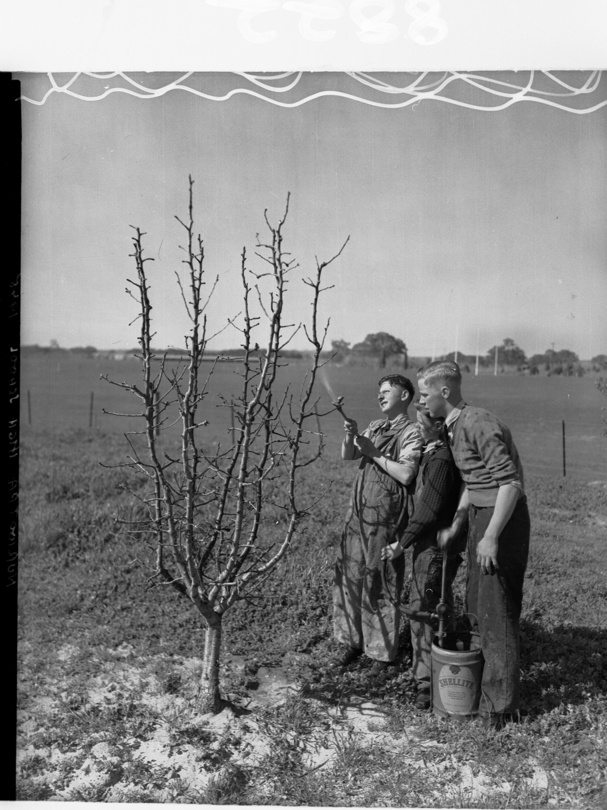 Boys Spraying Tree With Insecticide at Nuriootpa High School