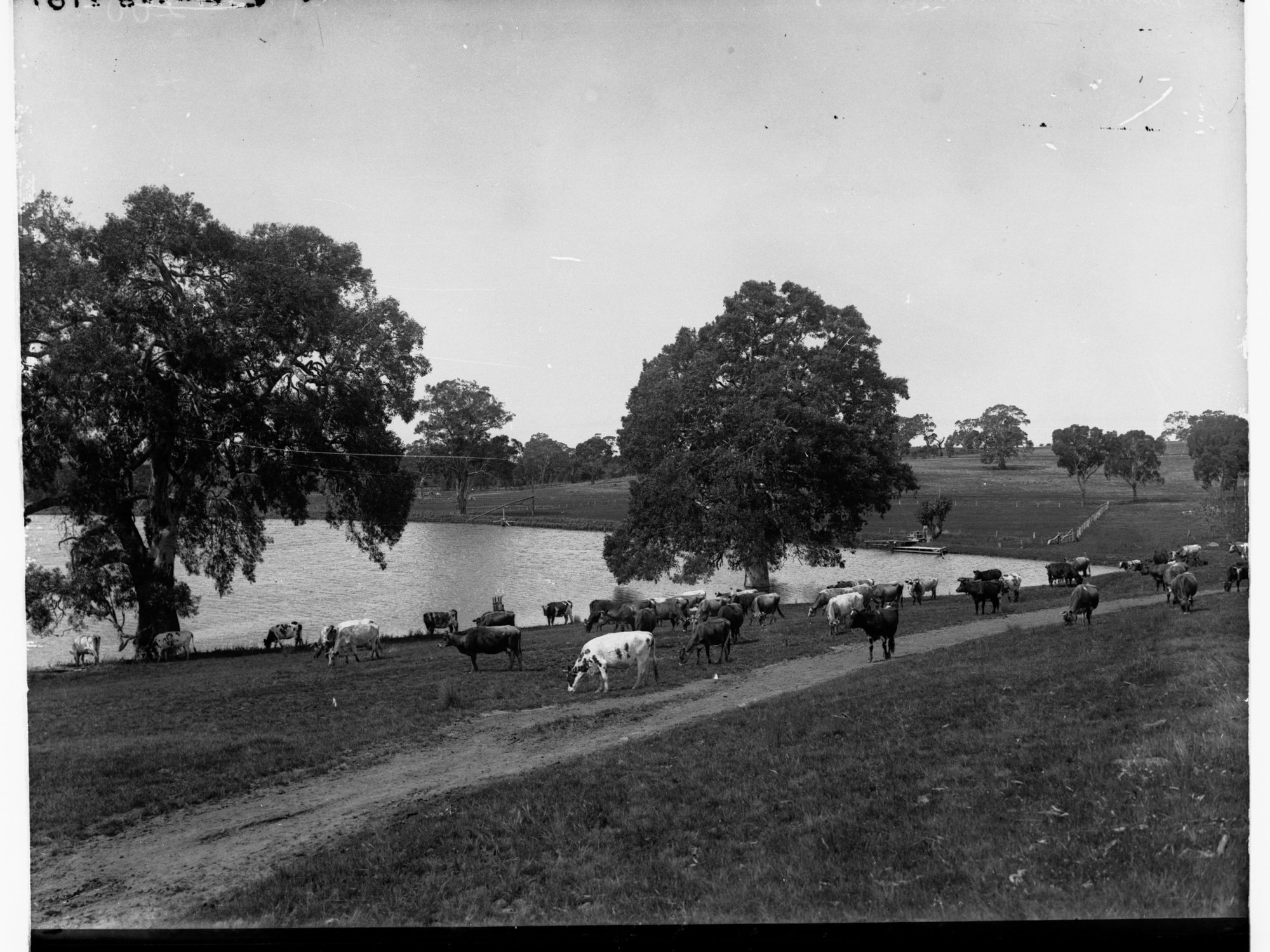 Cattle at Rosebank