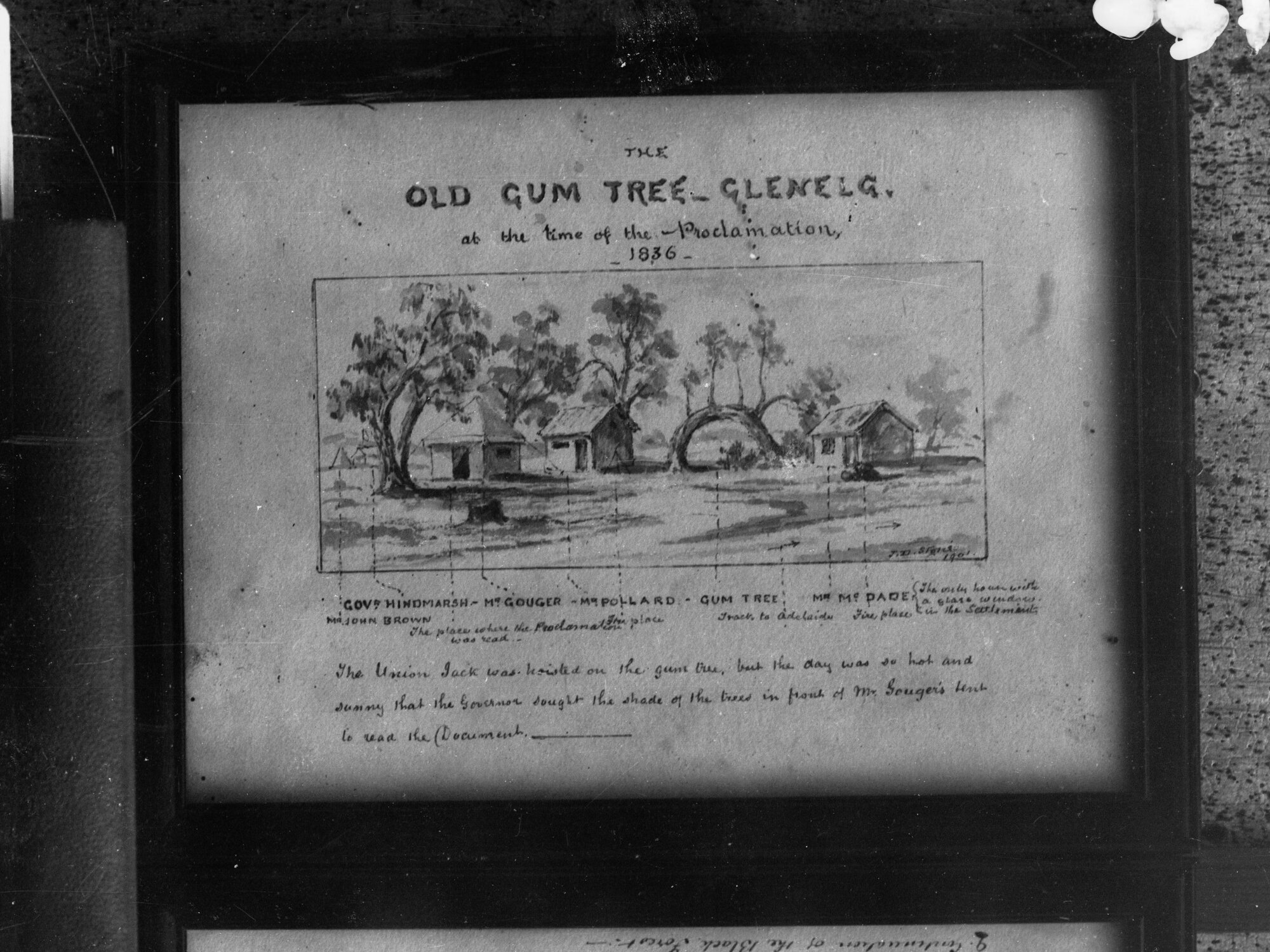 Old Gum Tree Glenelg